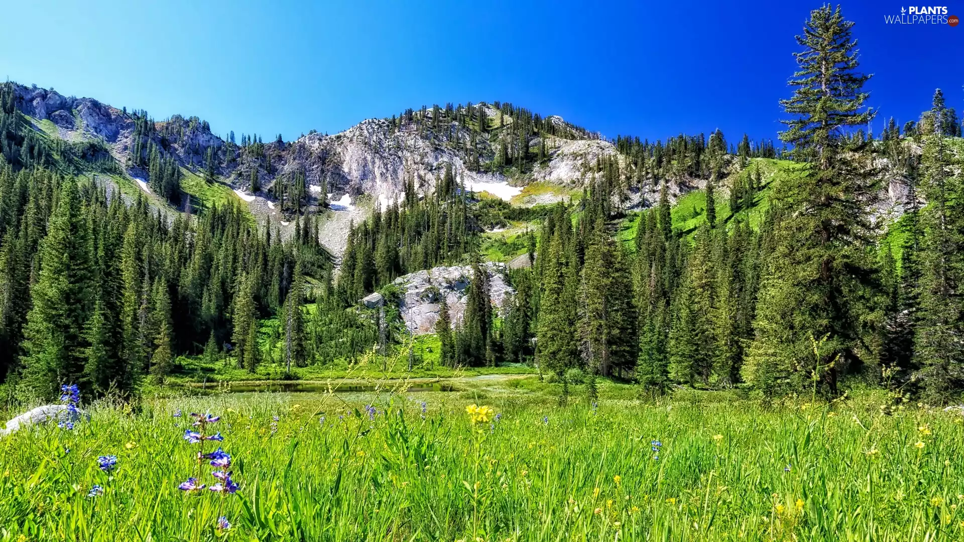 Meadow, Mountains, Spruces