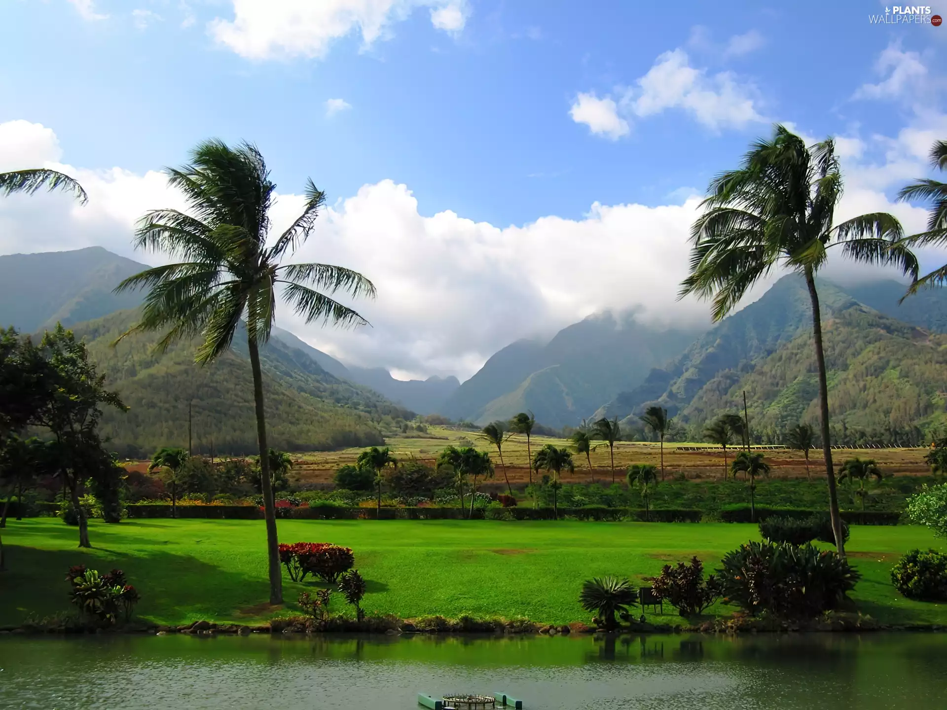 Palms, Aloha State Hawaje, panorama, Mountains, water, Meadow