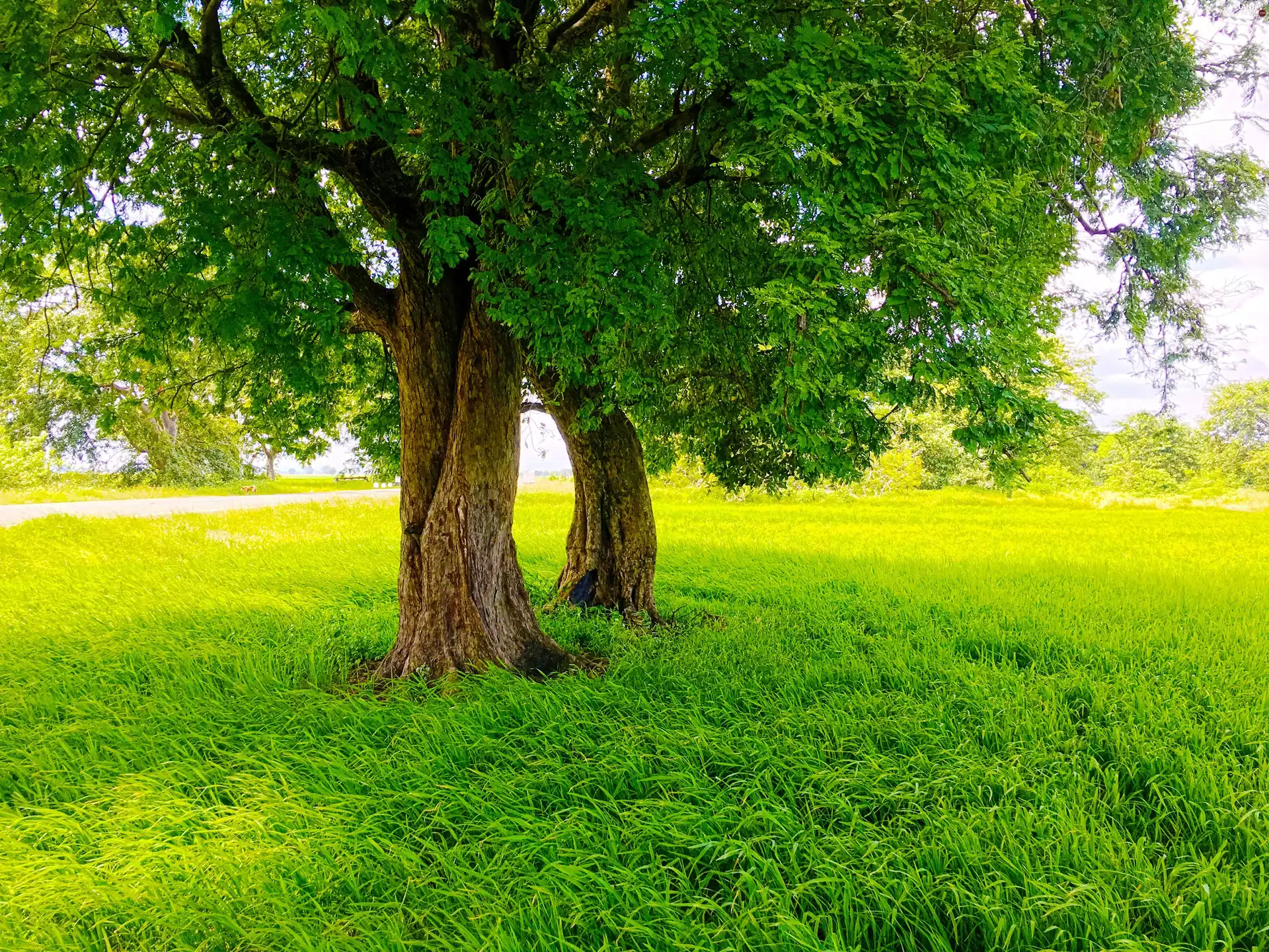 summer, trees, viewes, Meadow