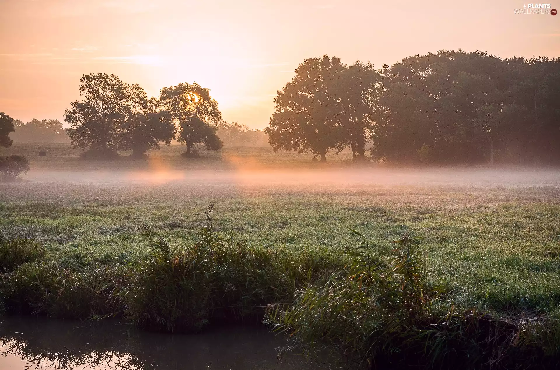 viewes, Meadow, Sunrise, trees, Fog