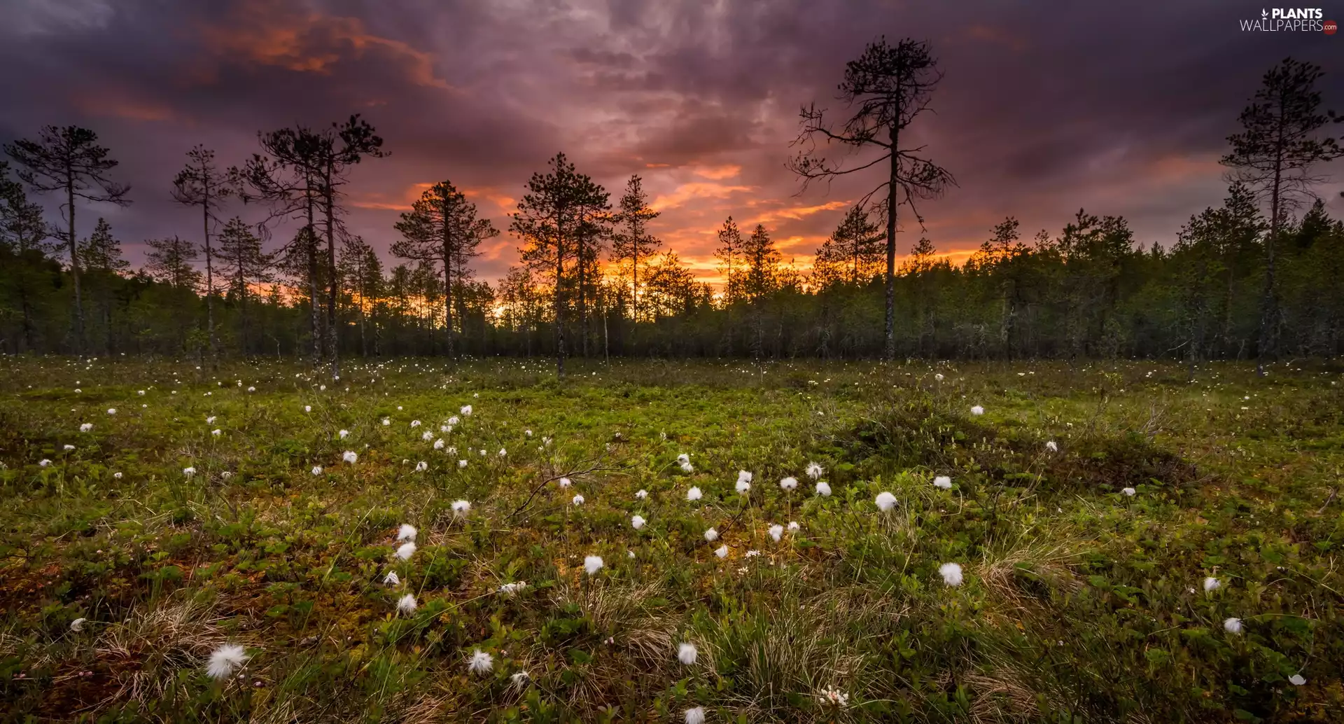 Ruunaa, Finland, Common Cottongrass, swamp, Flowers, Great Sunsets, viewes, Lieksa City, Province of Eastern Finland, trees, Meadow