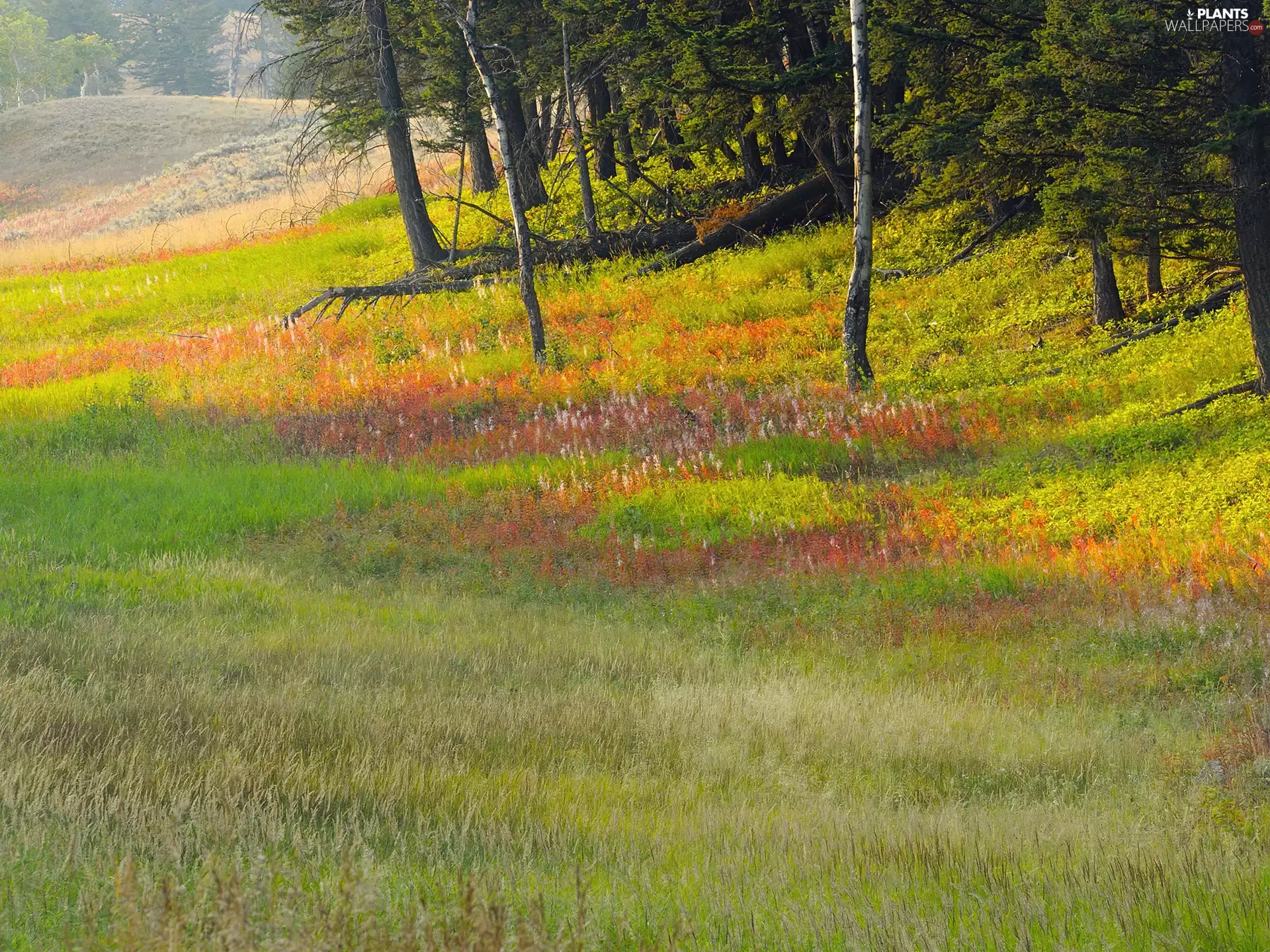 car in the meadow, trees, viewes, Meadow