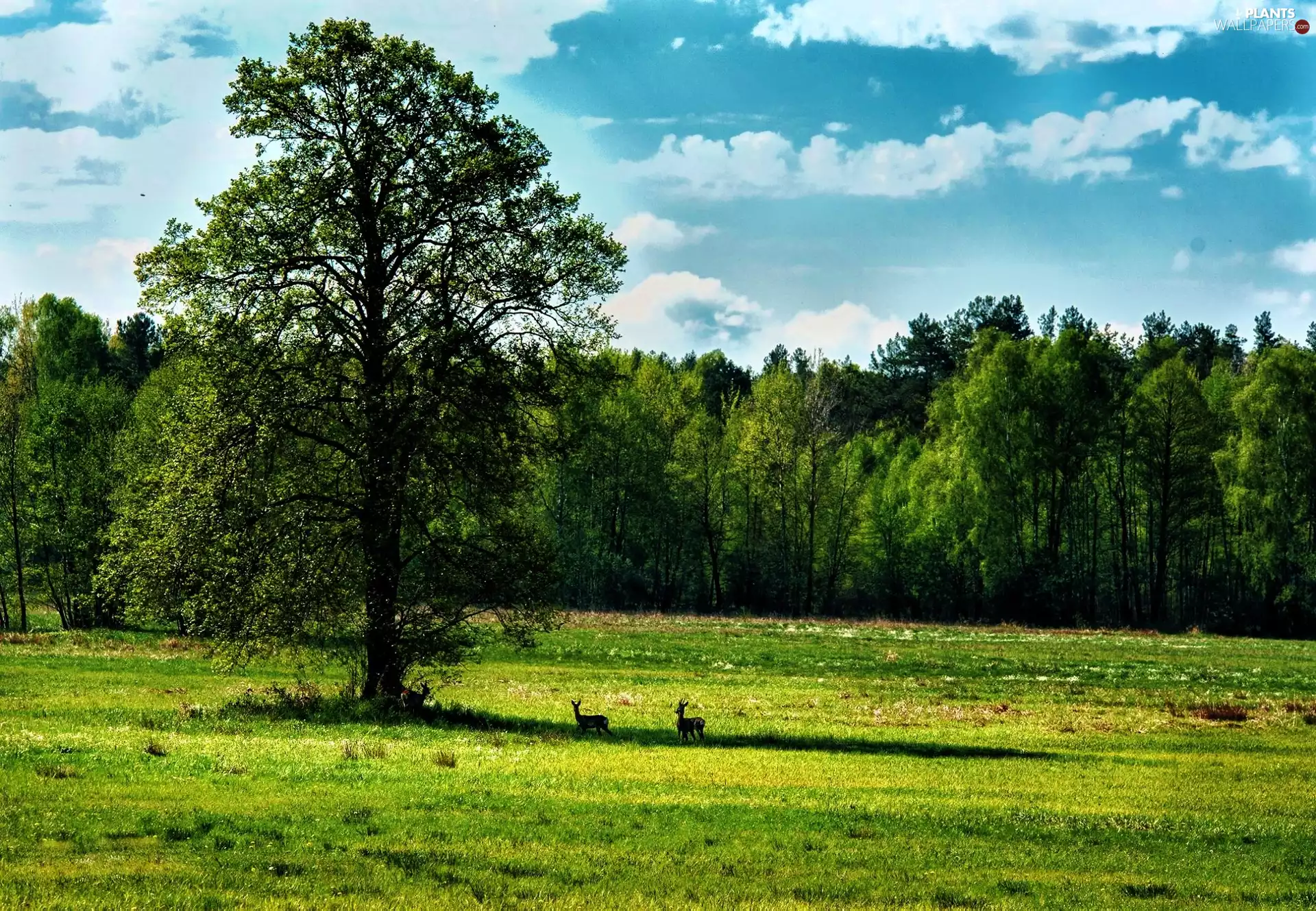 car in the meadow, viewes, deer, trees