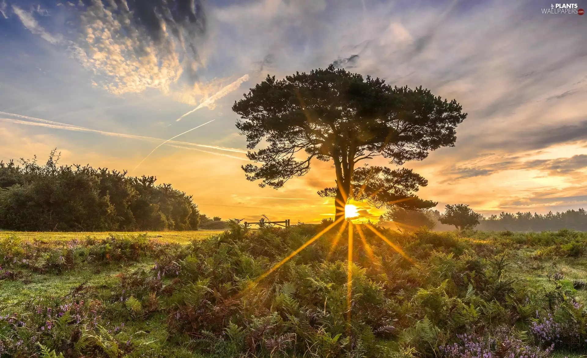 rays of the Sun, fern, trees, viewes, Meadow