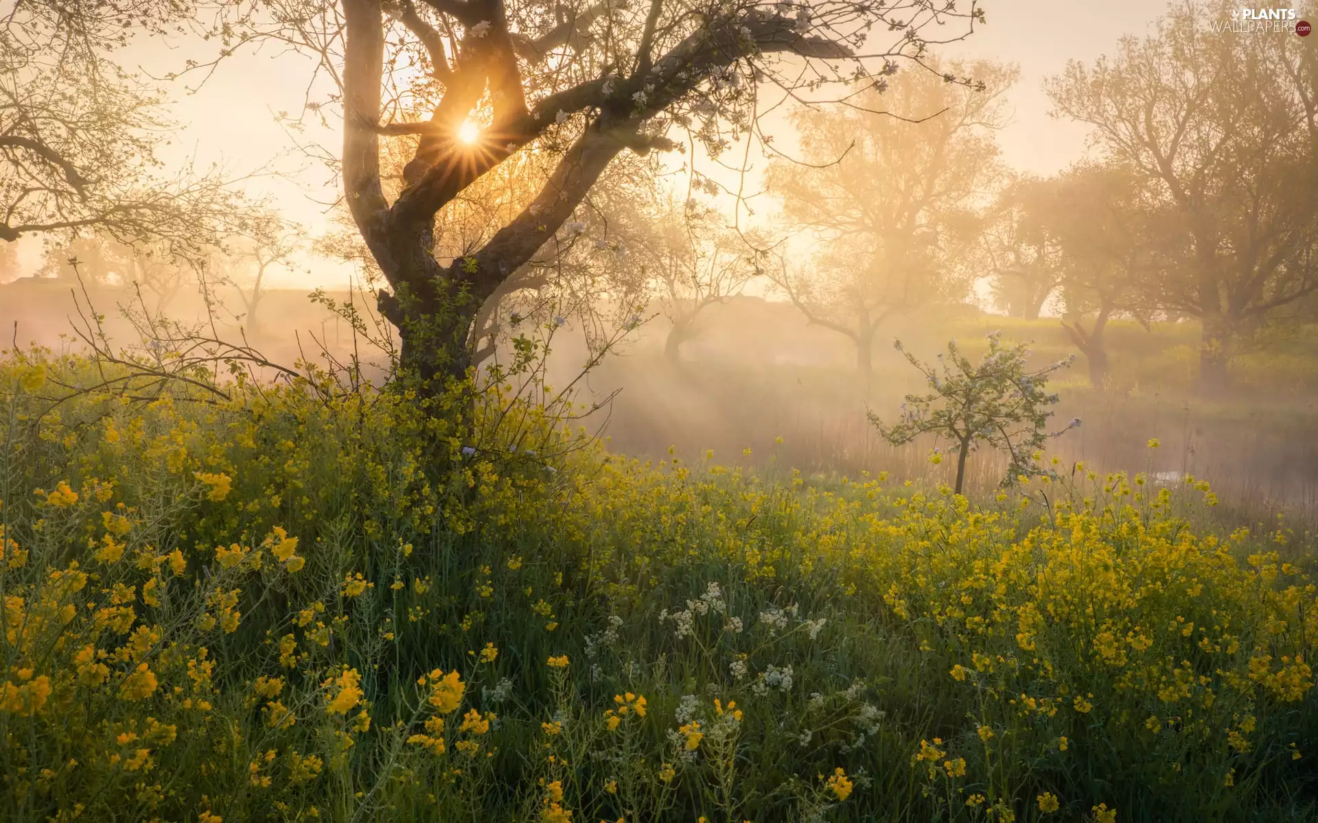 rays of the Sun, Fog, Flowers, trees, Meadow