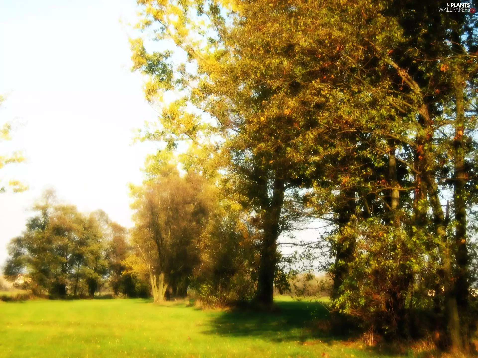 Meadow, autumn, trees