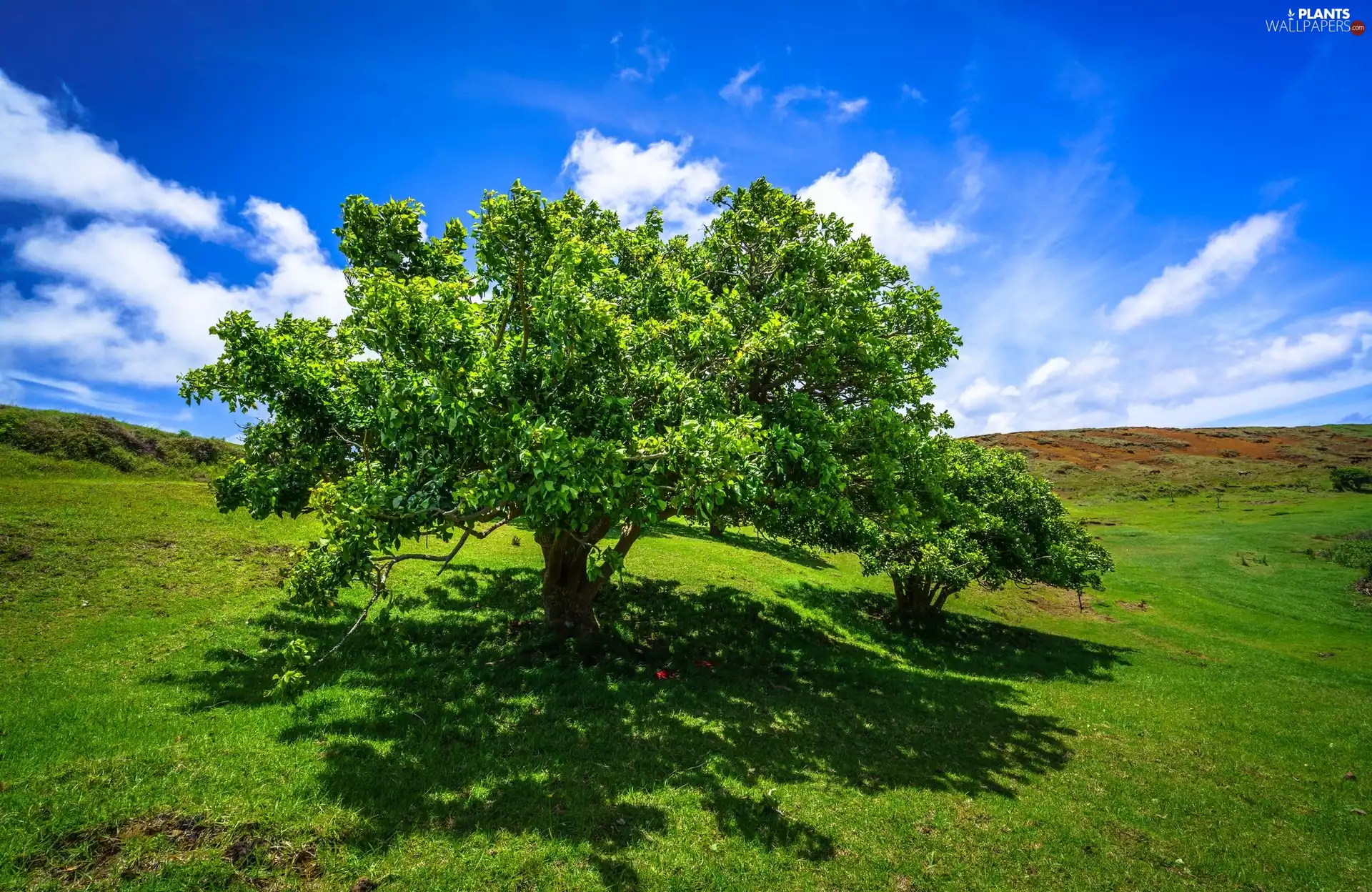 trees, The Hills, Meadow