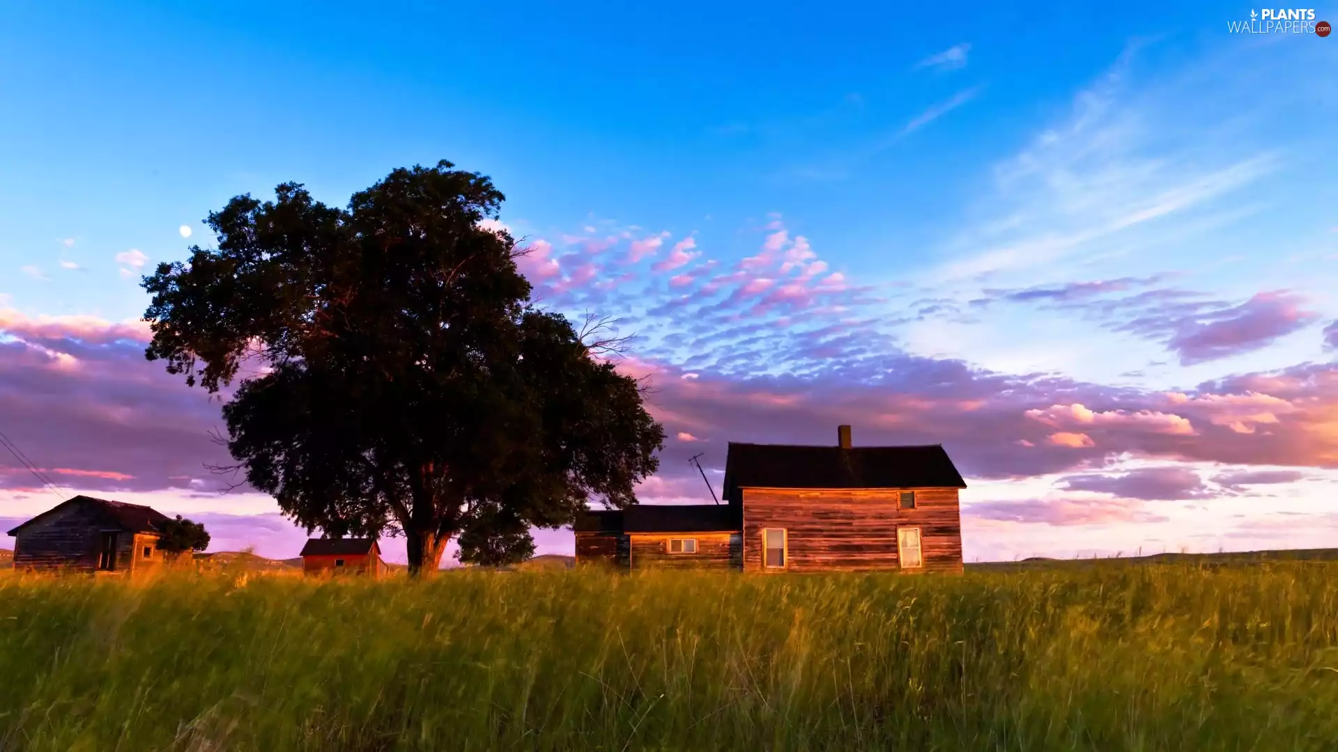 Meadow, Houses, trees