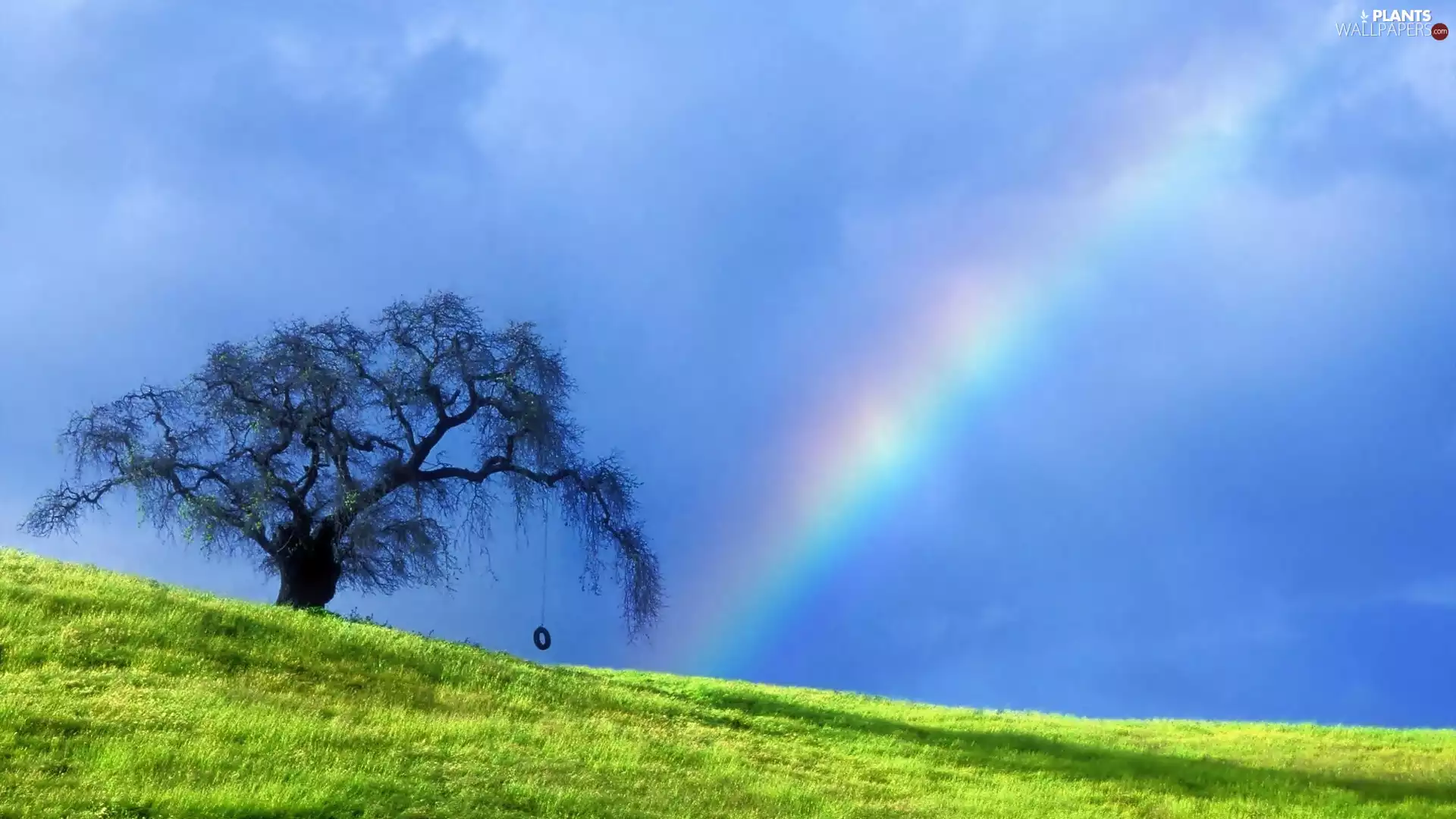 trees, Great Rainbows, Meadow