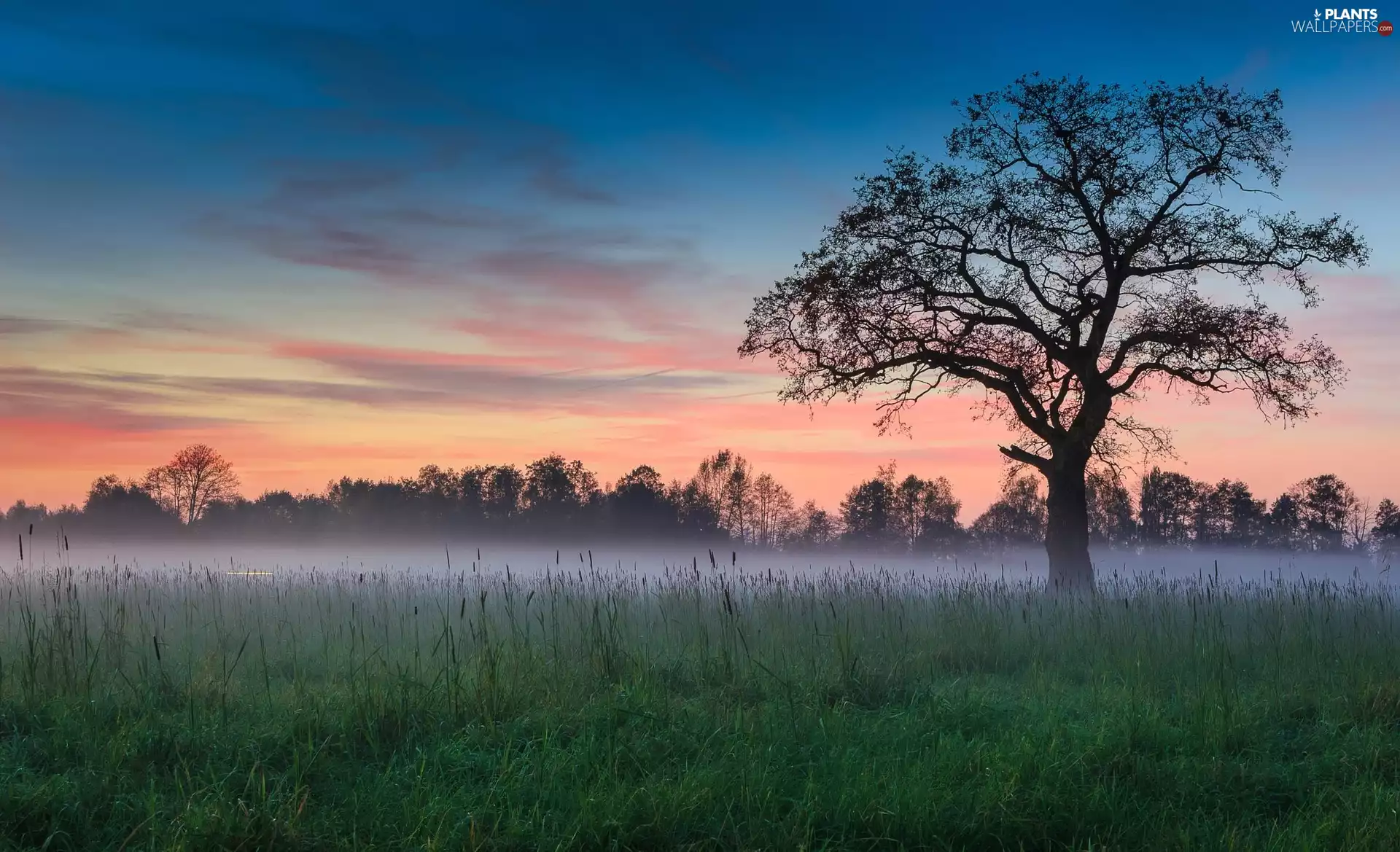 trees, Fog, Sky, Meadow