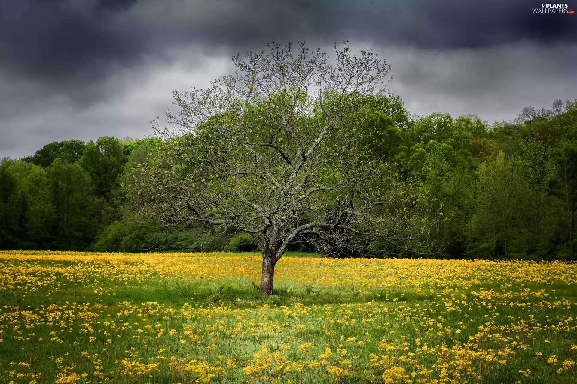 trees, Flowers, Spring, Meadow