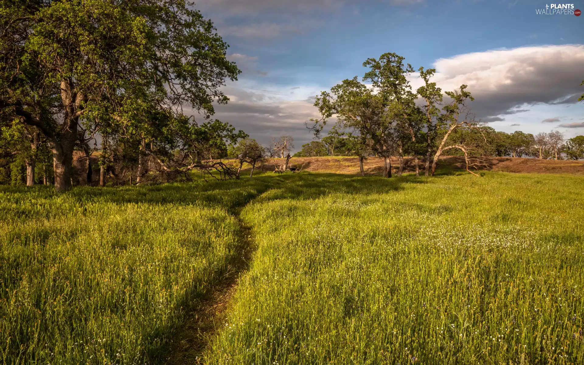 grass, Path, viewes, Meadow, summer, trees, clouds