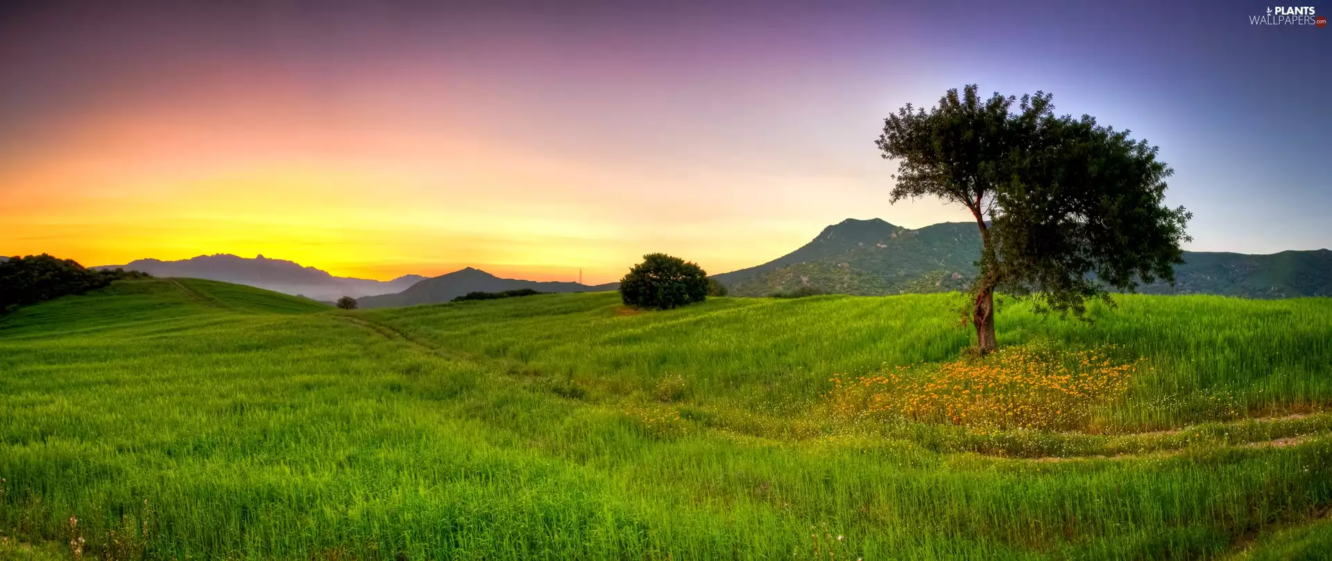 Meadow, Mountains, The Hills, Path, sun, viewes, trees, west