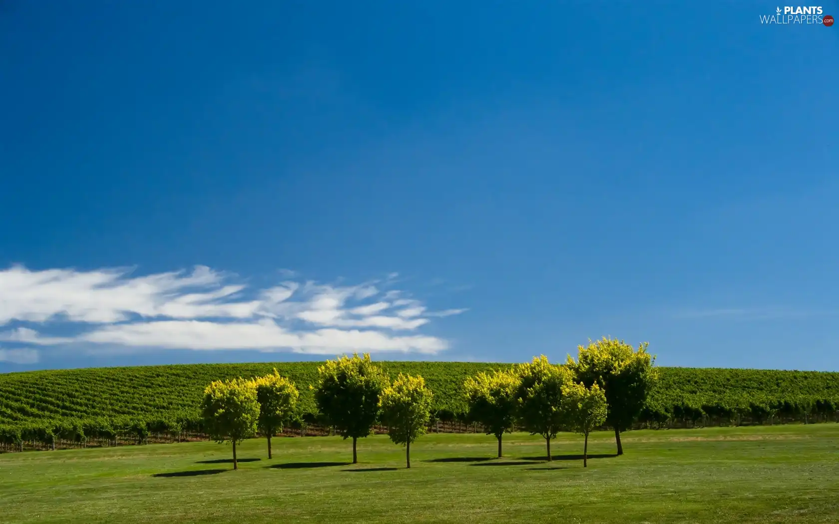 Meadow, trees, viewes