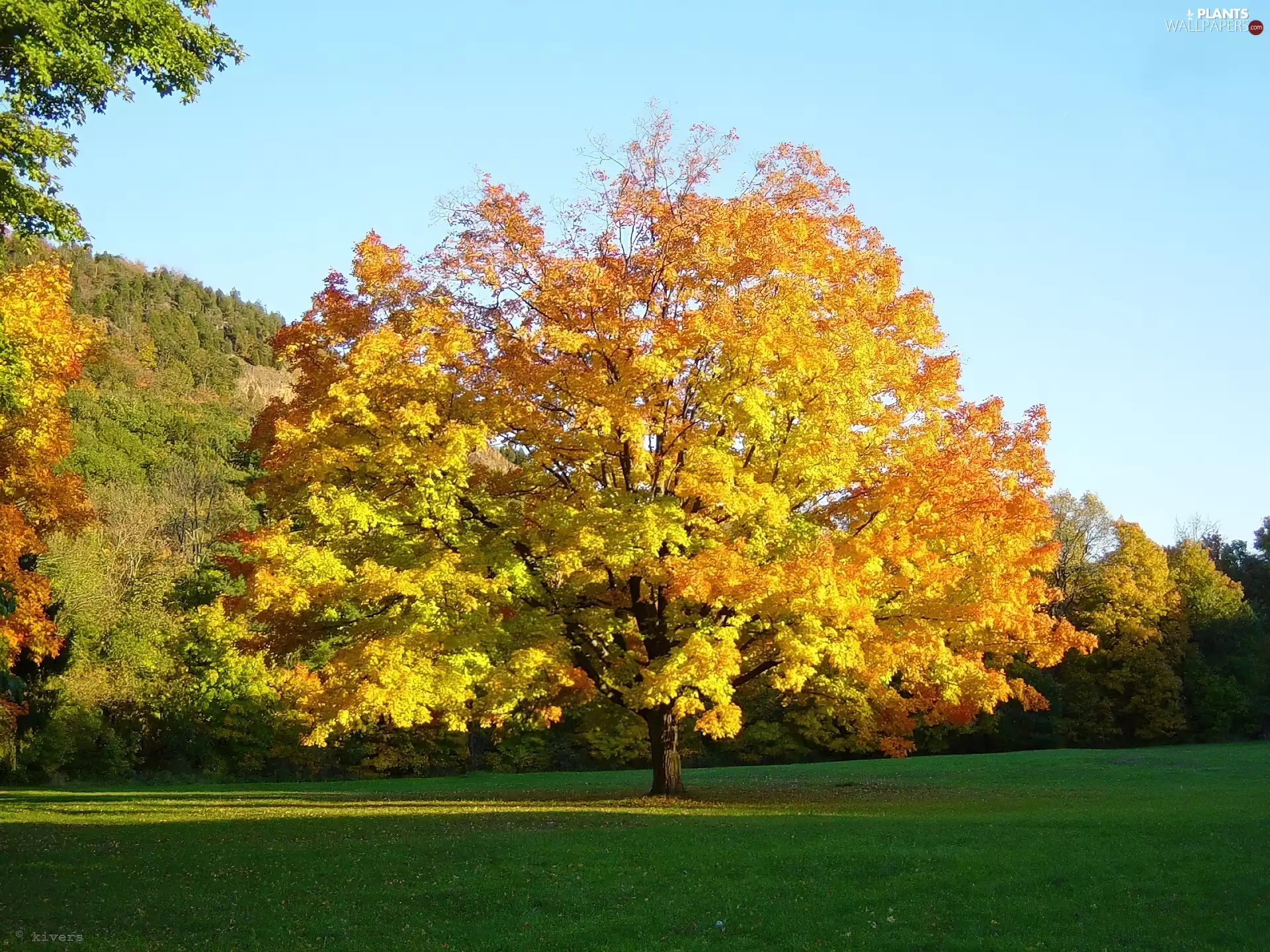 Meadow, trees, viewes