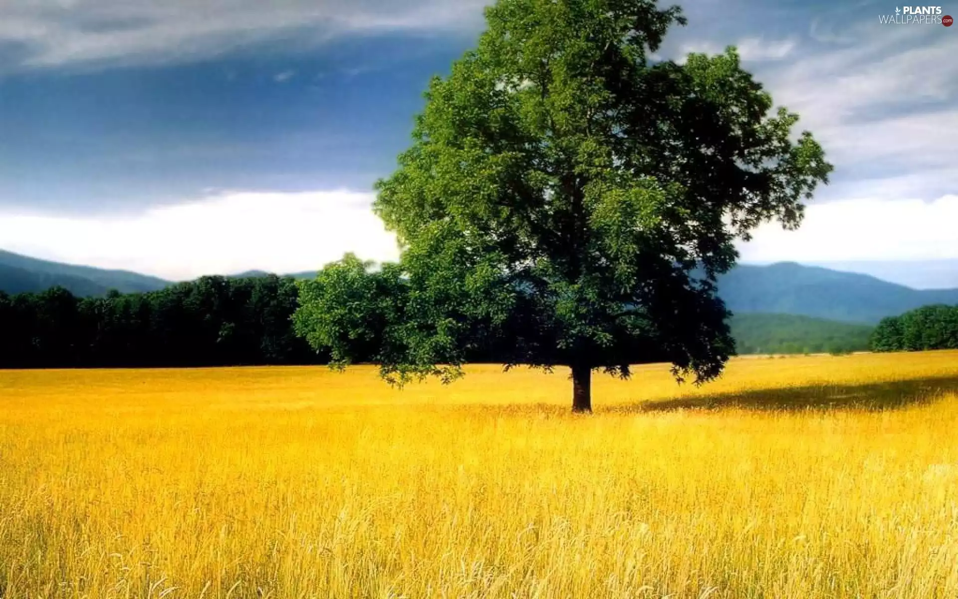 Meadow, trees, viewes