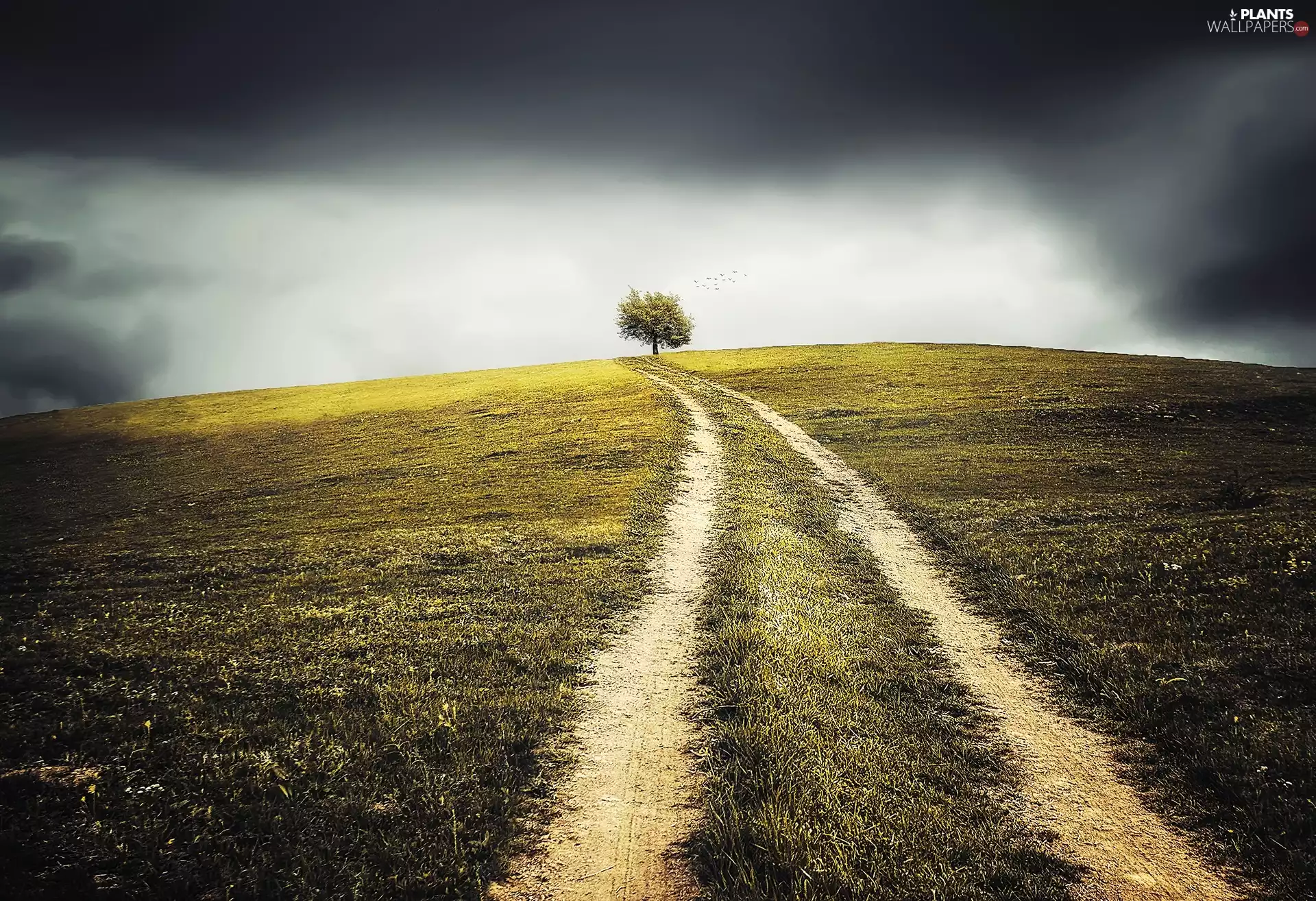 Way, Hill, trees, Meadow