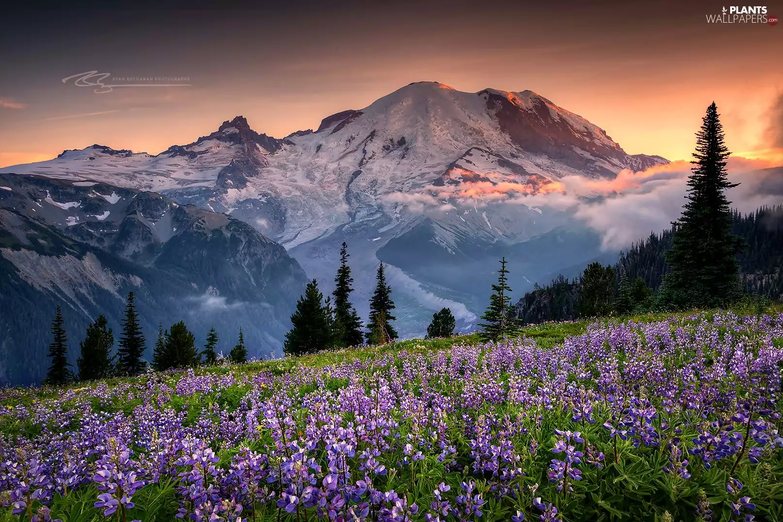 lupine, Fog, west, Meadow, Mountains, Spruces, sun