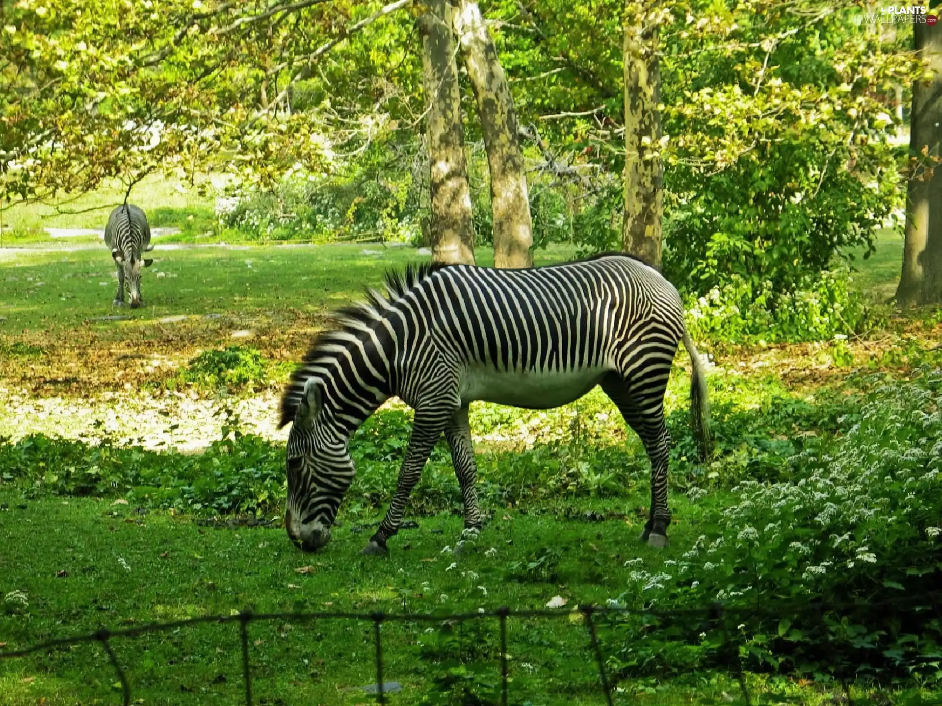 zebra, trees, viewes, Meadow