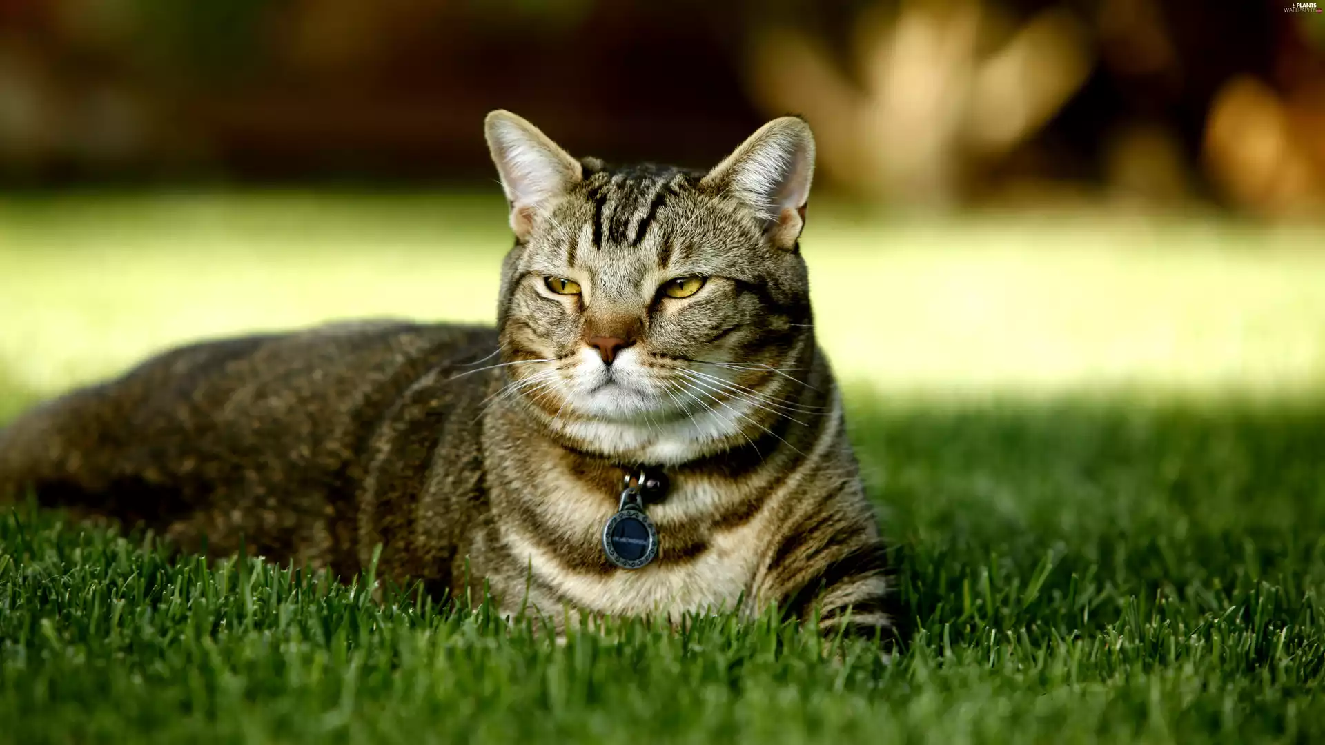 cat, medal, grass, dog-collar