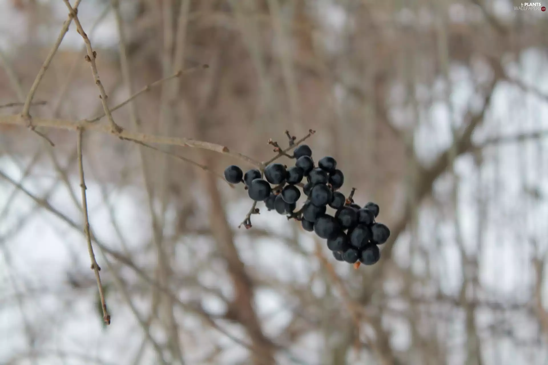 Black Elder, winter, medows