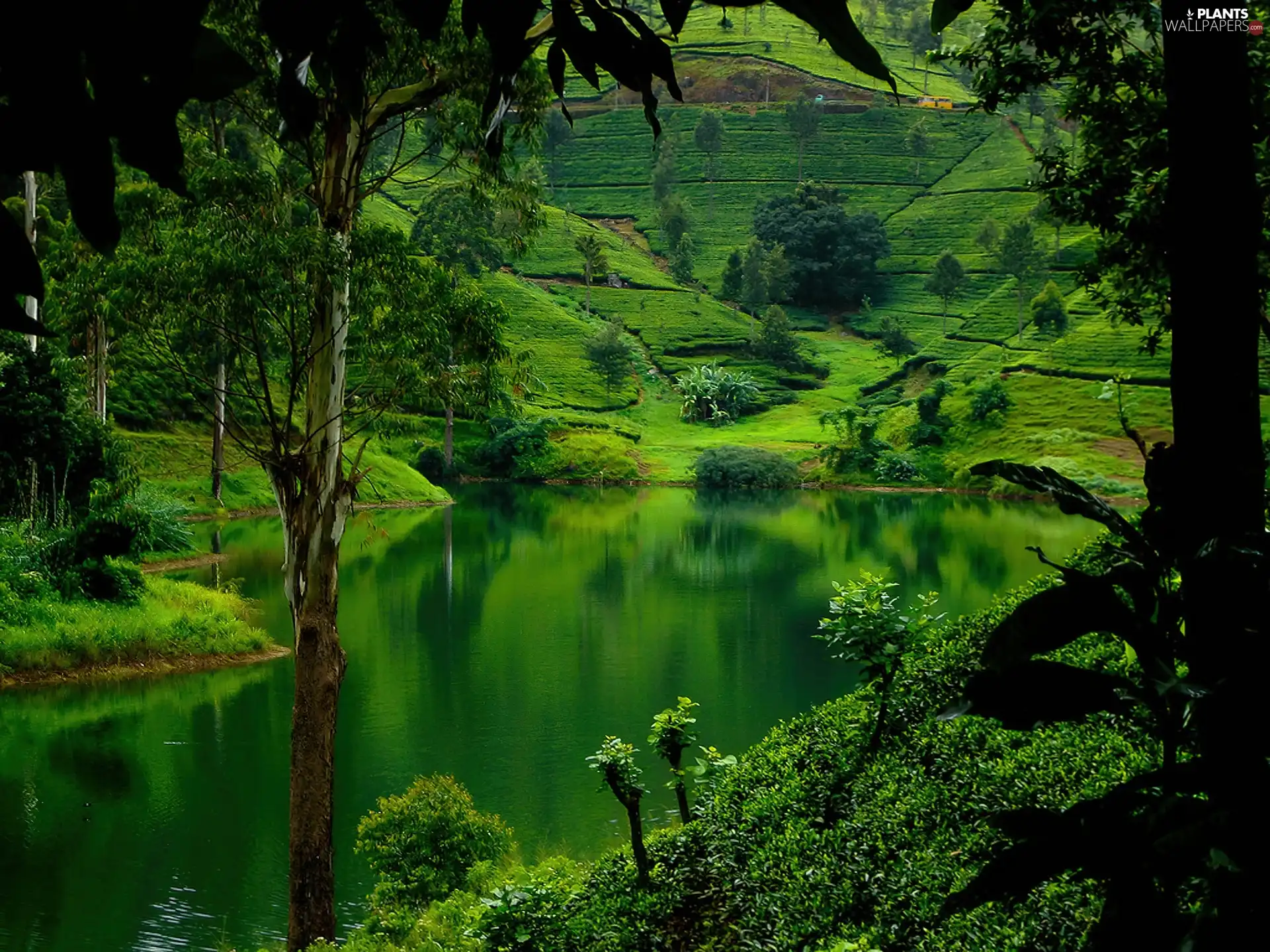 Pond - car, viewes, medows, trees