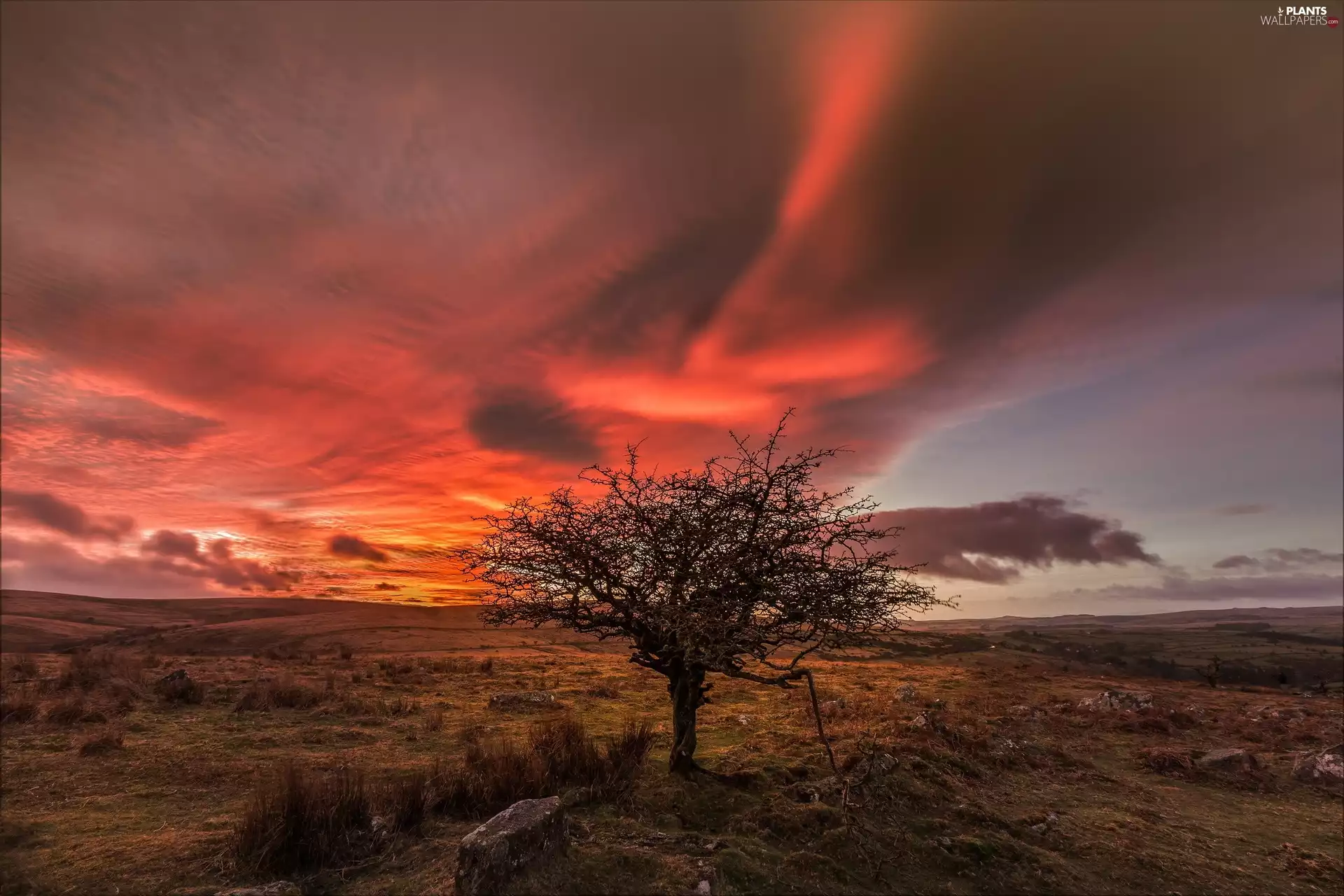 medows, Dartmoor National Park, trees, Great Sunsets, England, clouds, Stones