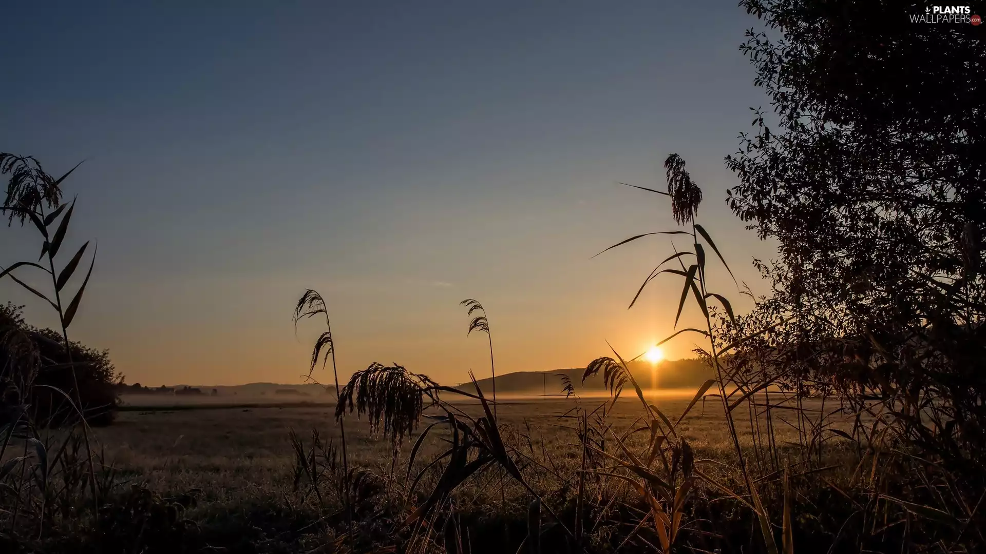 medows, field, trees, viewes, rays, sun, dawn, Fog, grass