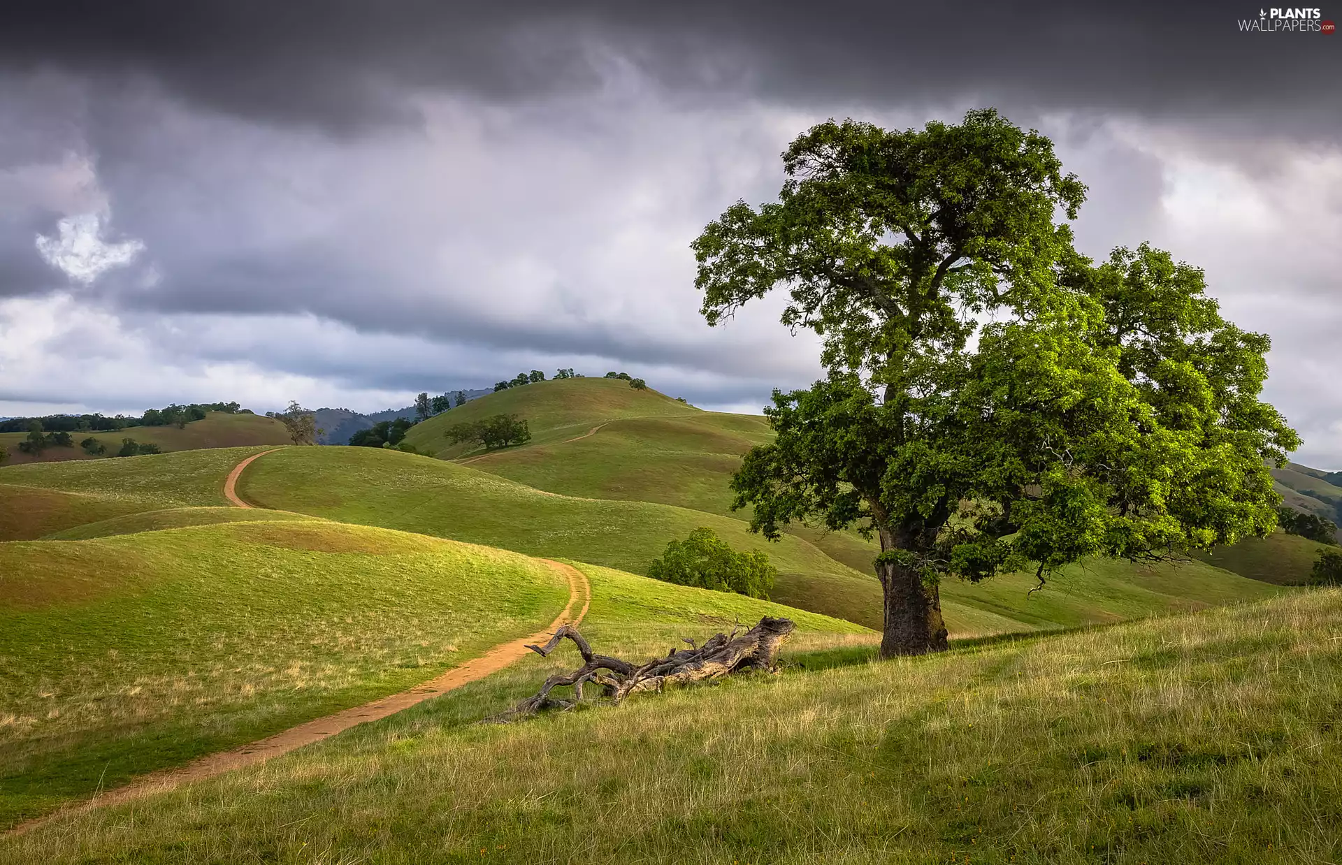 trees, clouds, Path, medows, The Hills