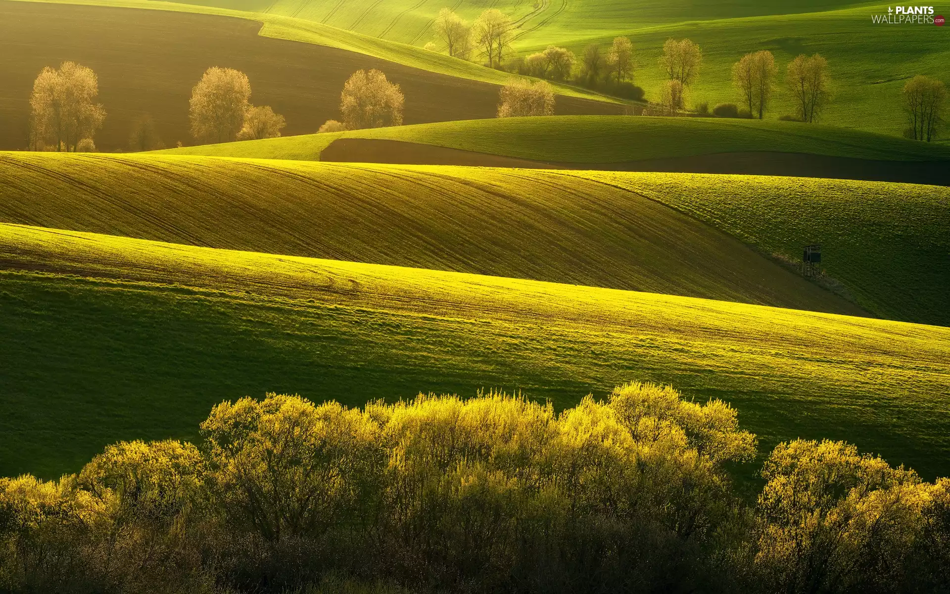 medows, green ones, viewes, field, The Hills, trees, Spring