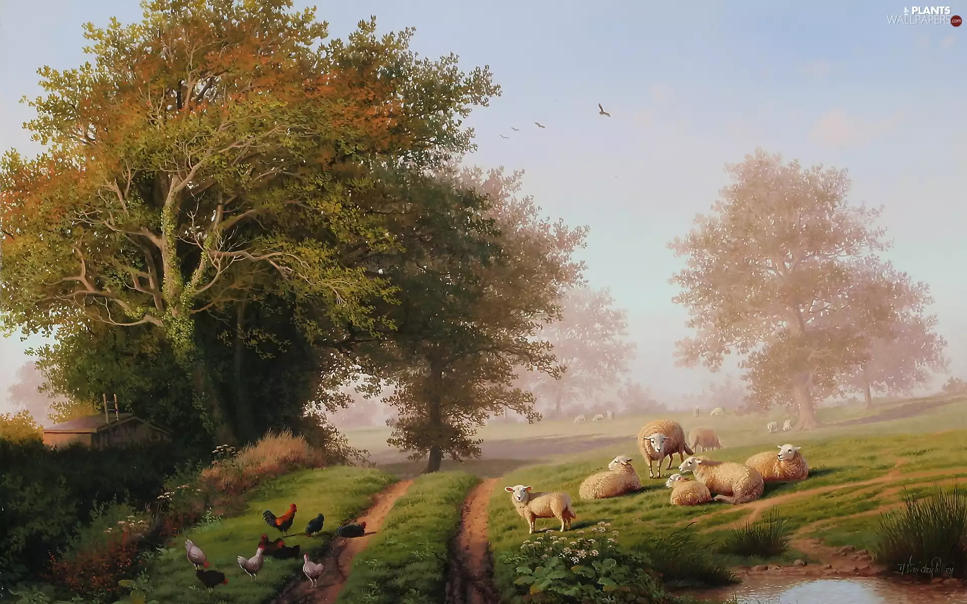 trees, viewes, Image, Way, copy, hens, Sheep, medows