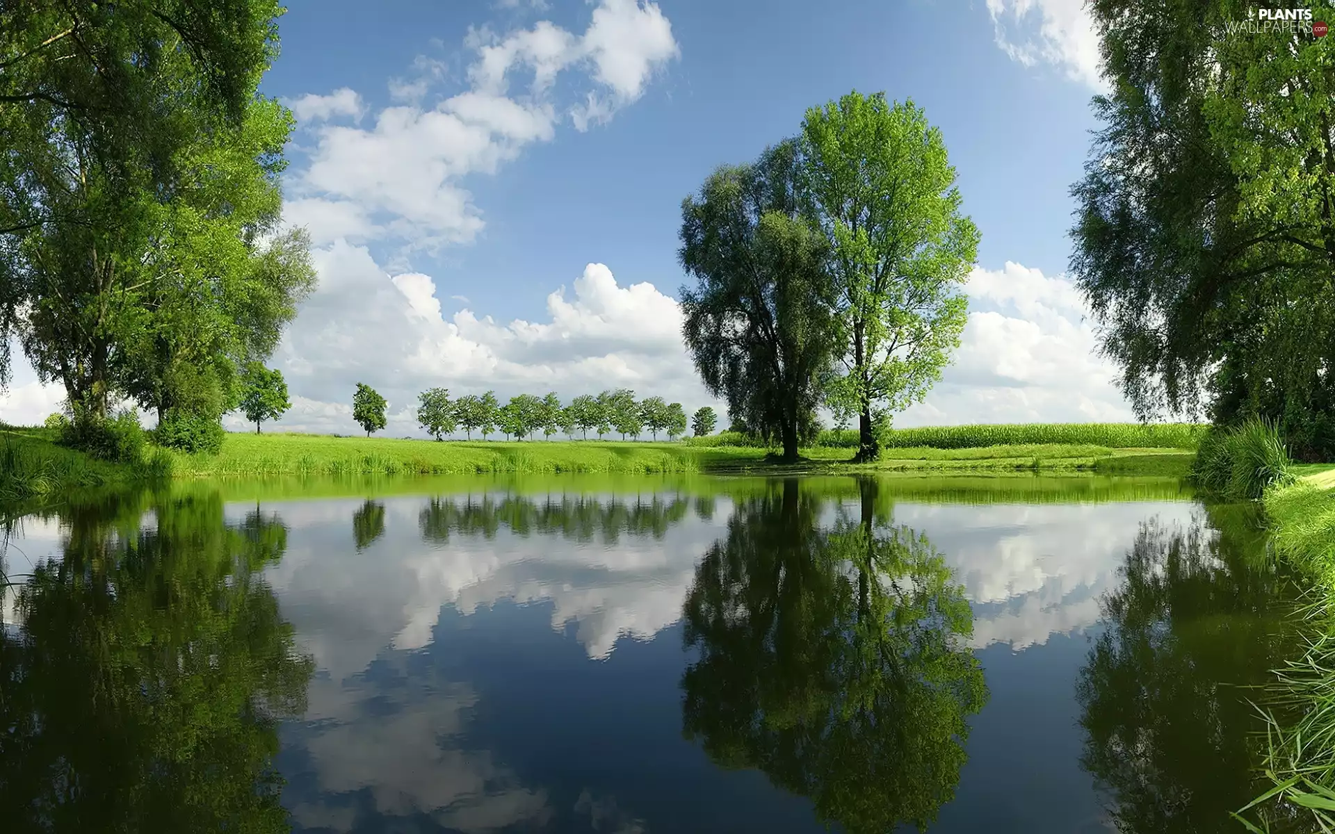 lake, trees, viewes, medows