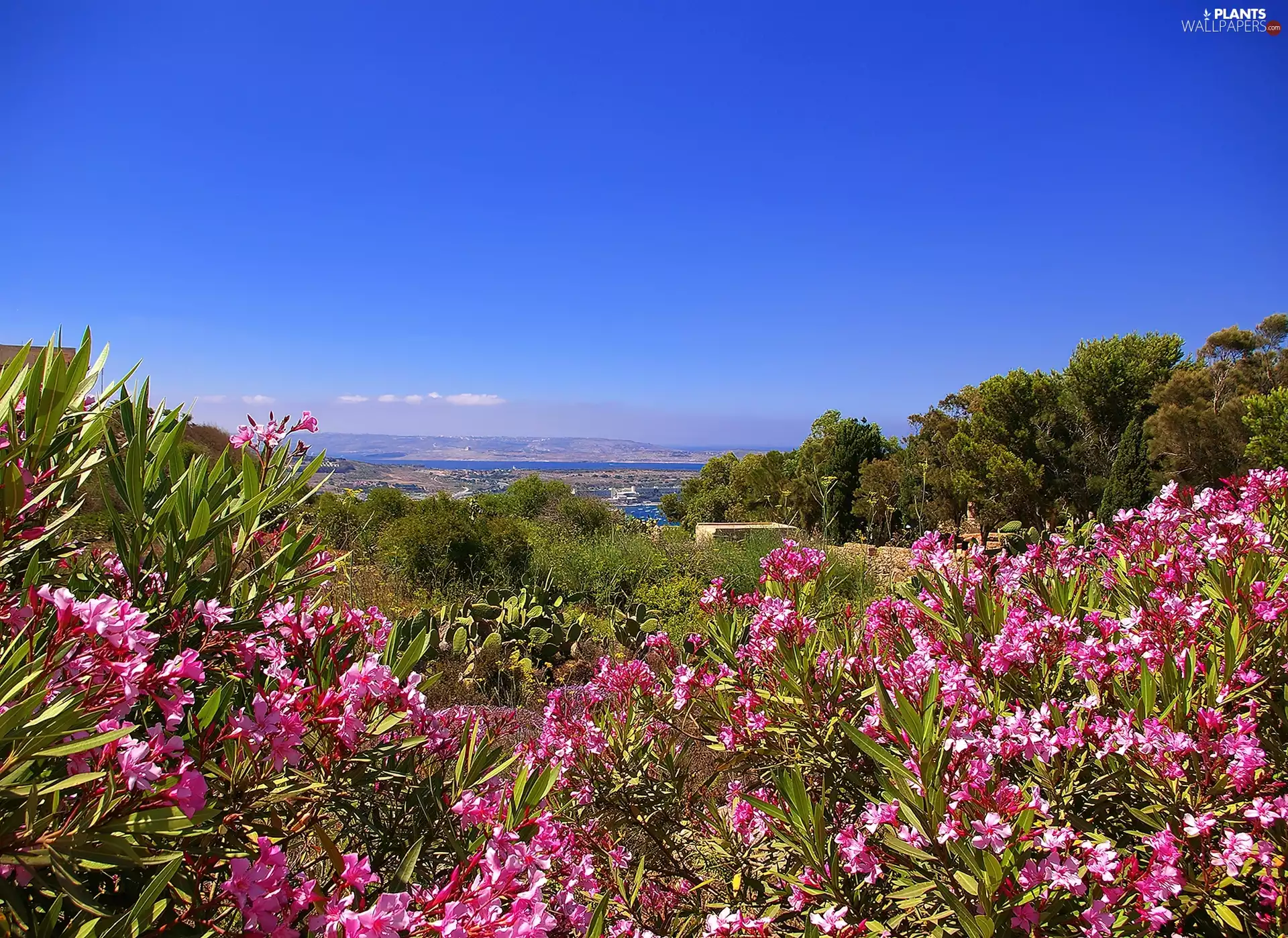 landscape, Bush, Flowers, medows