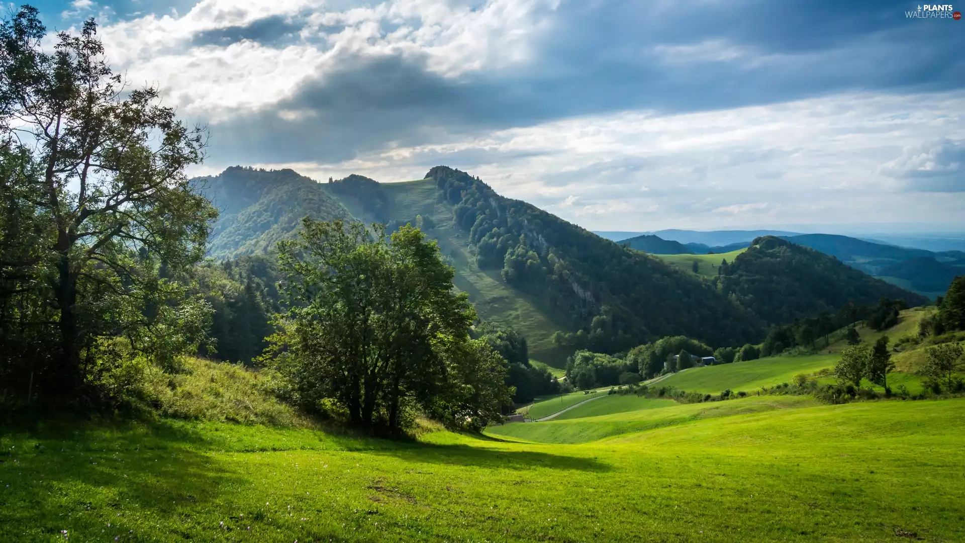 Mountains, trees, viewes, medows