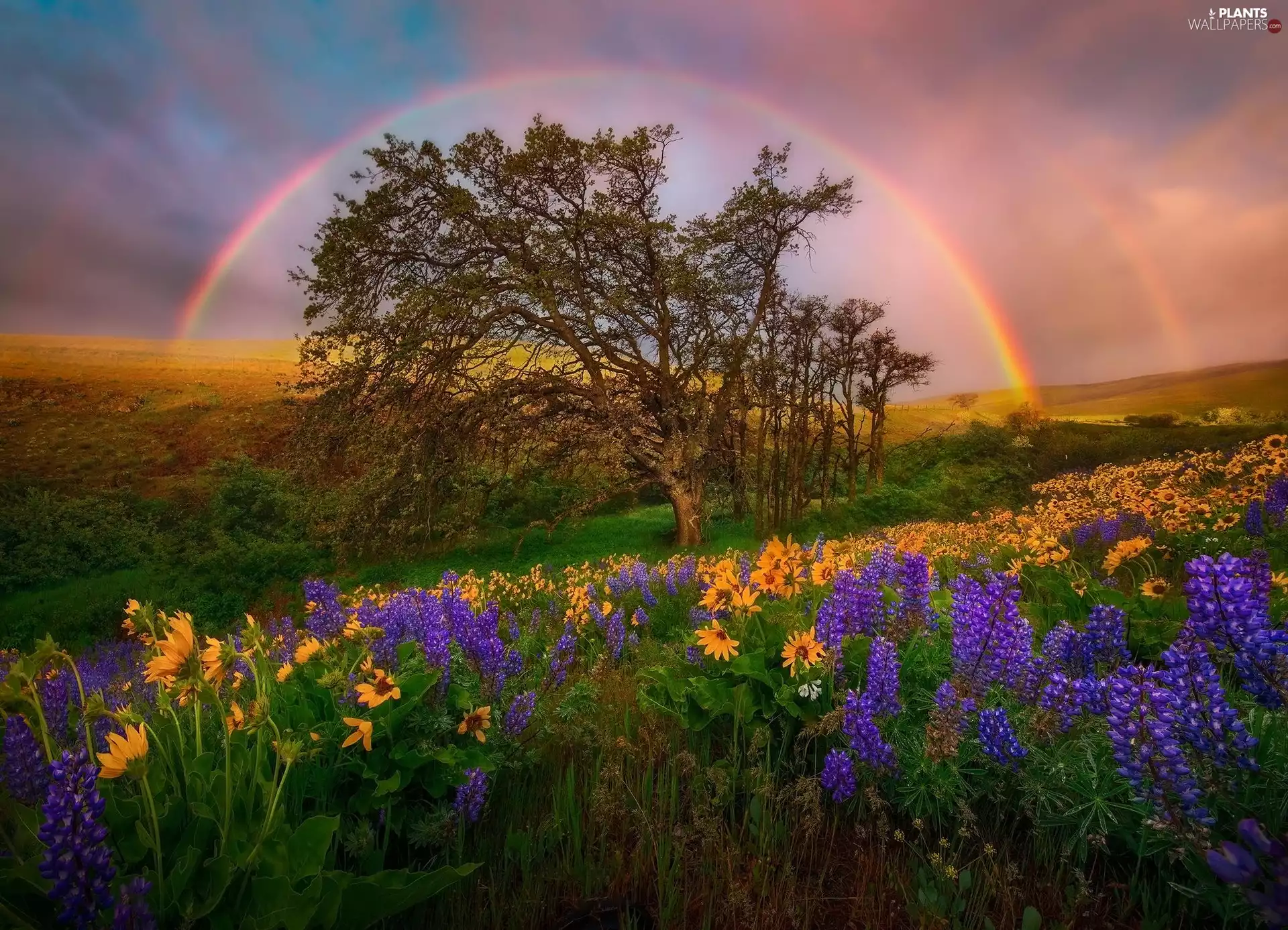 medows, viewes, lupine, field, trees, Great Rainbows, Nice sunflowers
