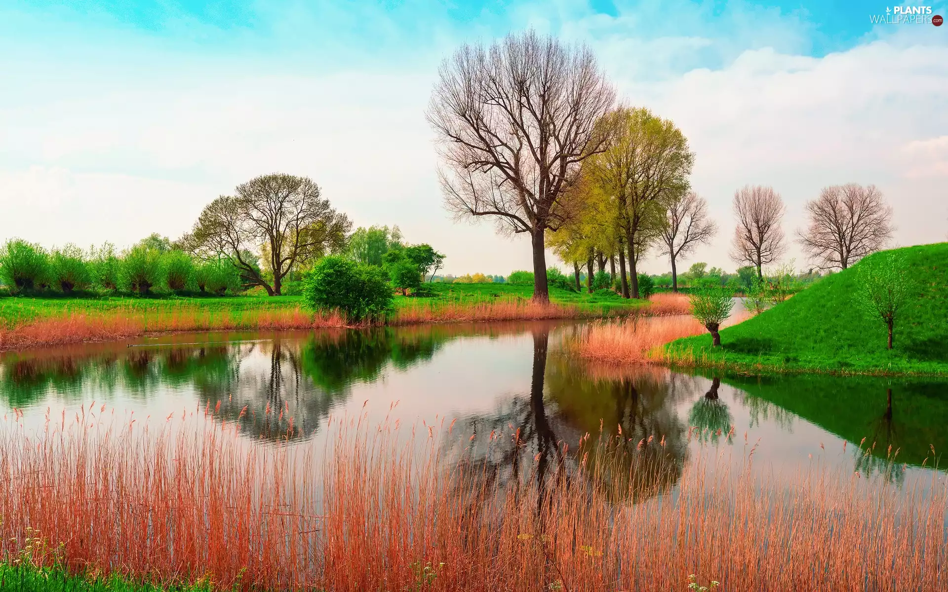 trees, grass, Spring, medows, River, viewes, England