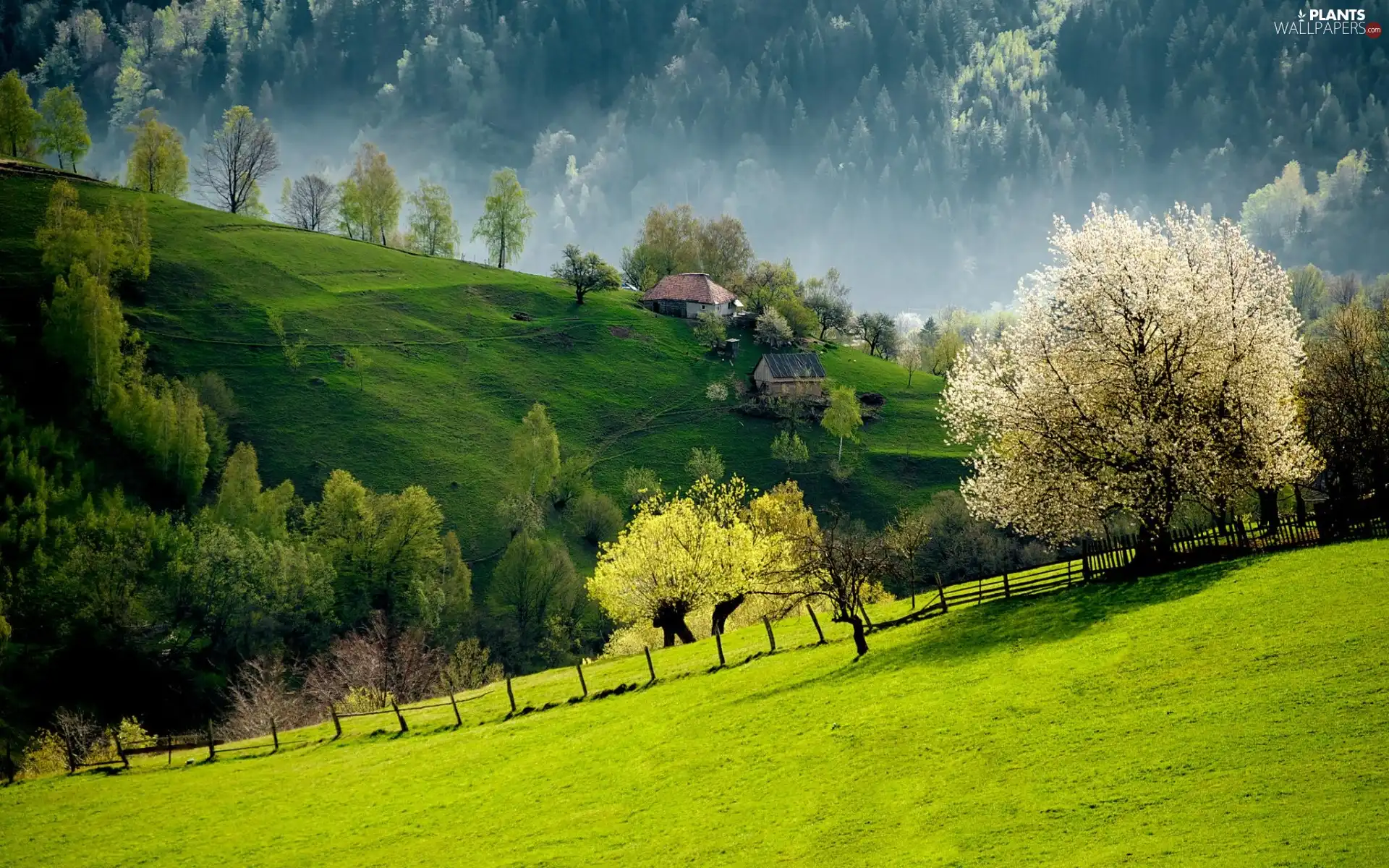 woods, Mountains, medows, Houses, country, Slovenia, trees, viewes, flourishing