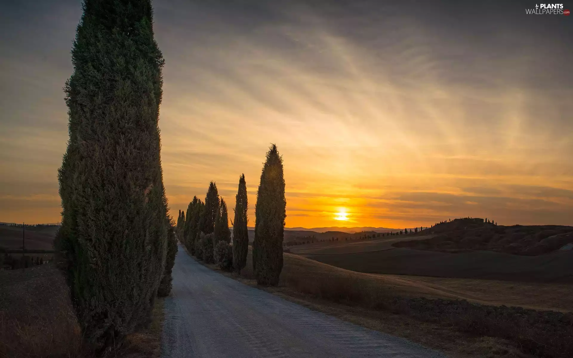 west, cypresses, Tuscany, medows, Way, sun, Italy