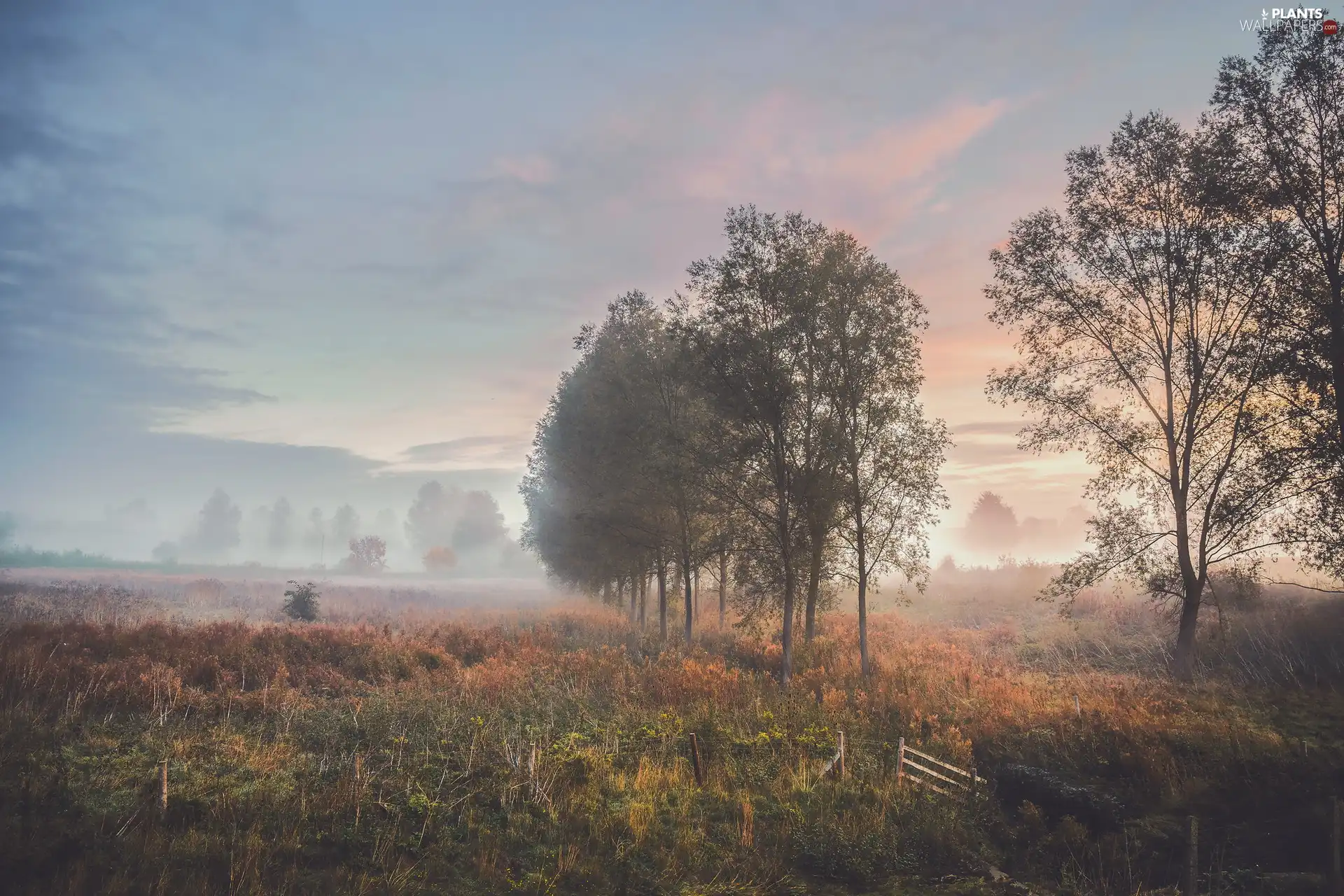 Fog, trees, Sunrise, medows, morning, viewes