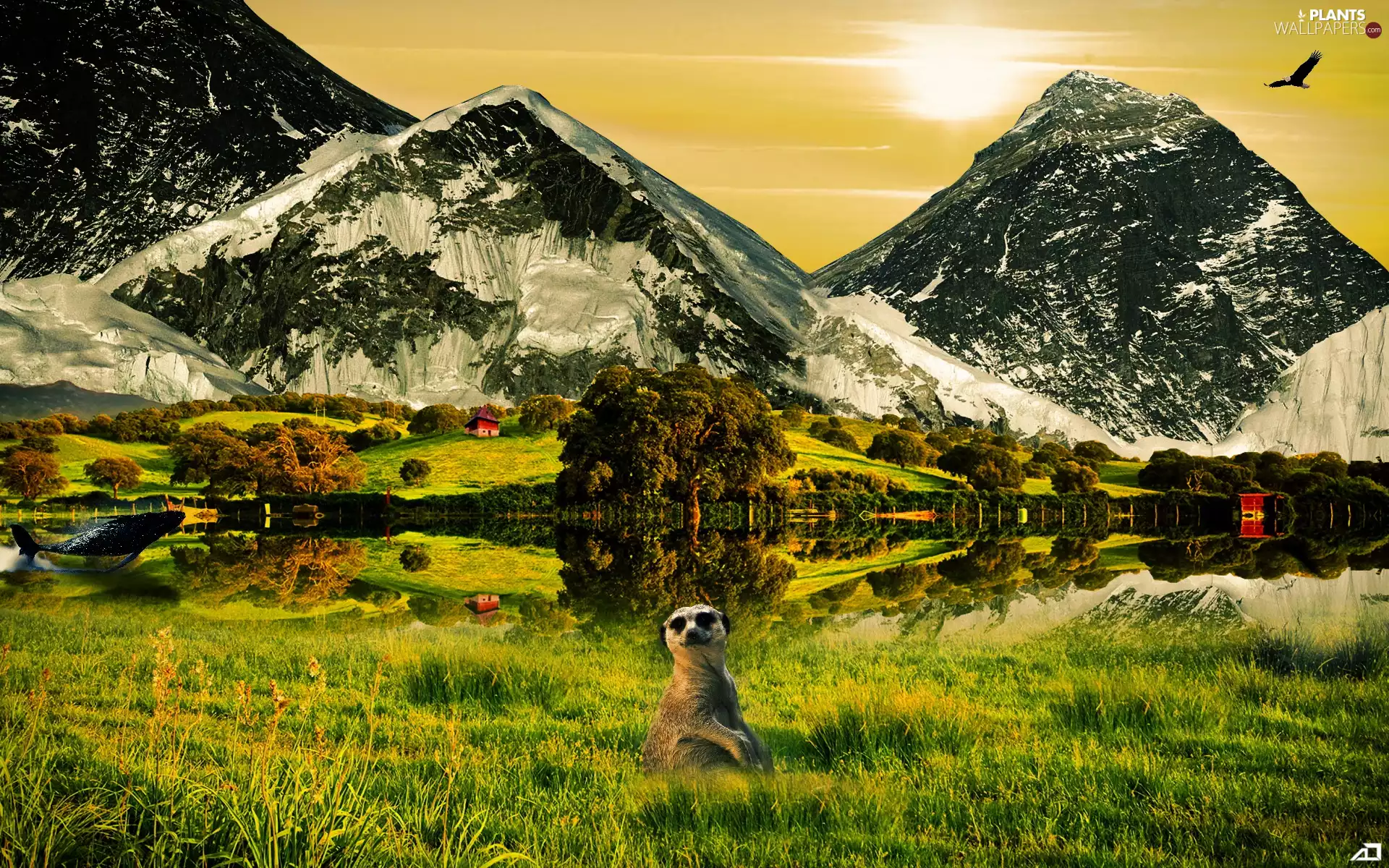 grass, Meerkat, trees, viewes, Mountains