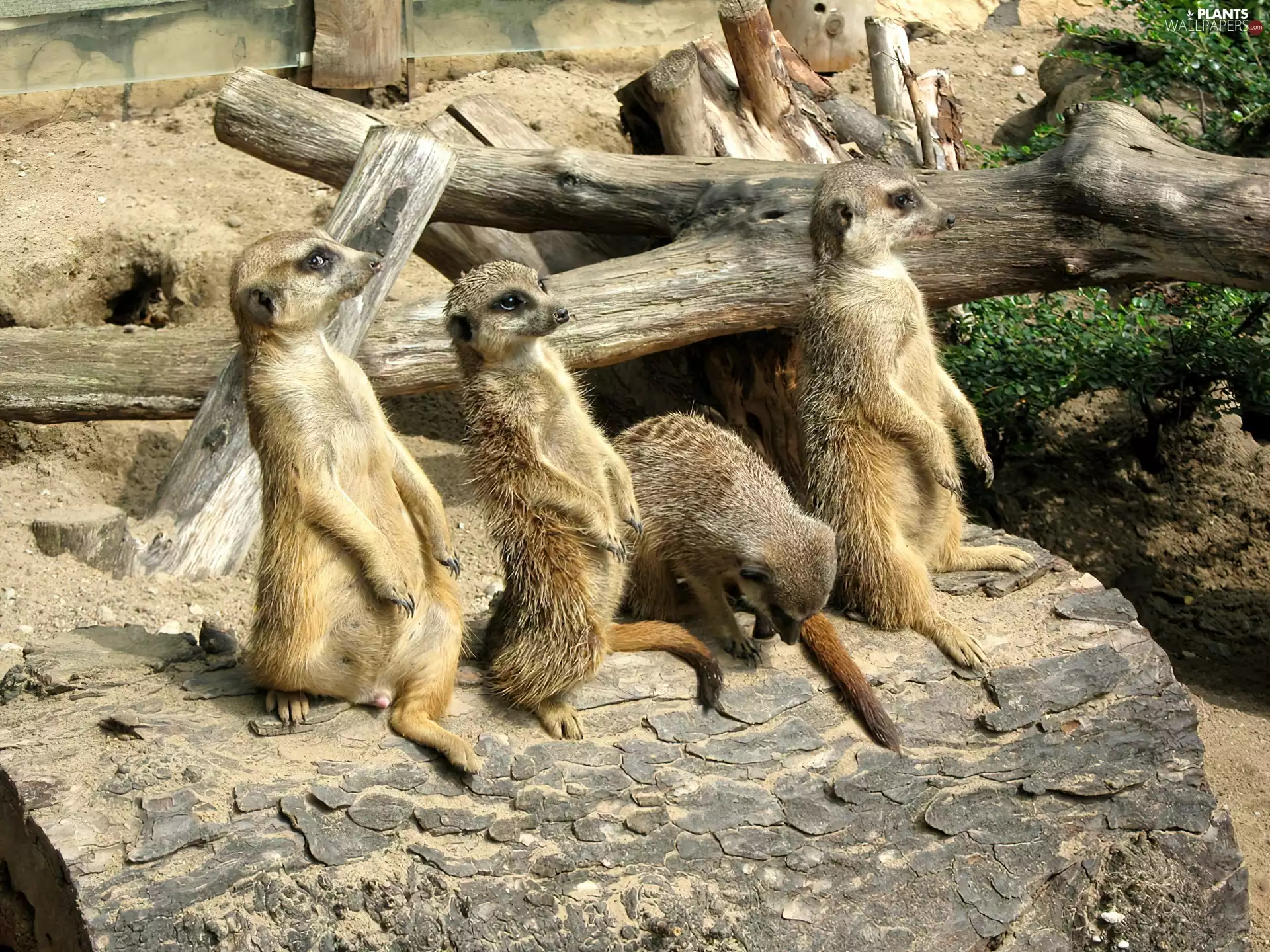 Meerkats, branches