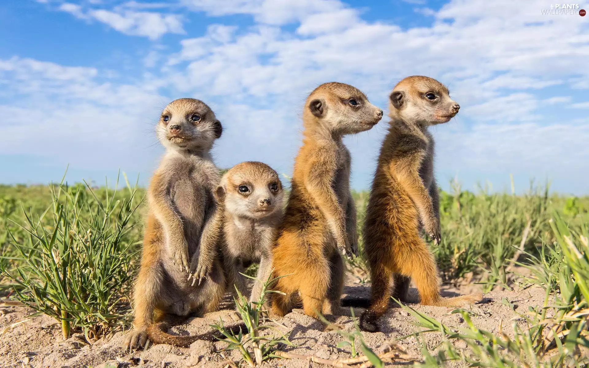 Meerkats, Guardian