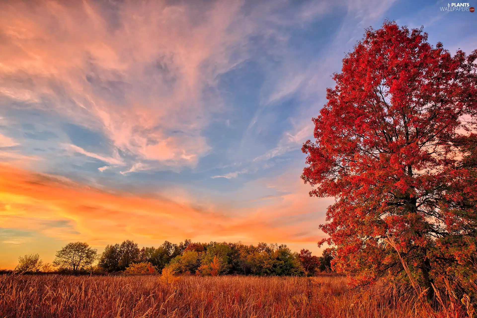 Nature Reserve James A. Reed Memorial Wildlife Area, trees, autumn, viewes, Great Sunsets, Missouri, The United States, grass