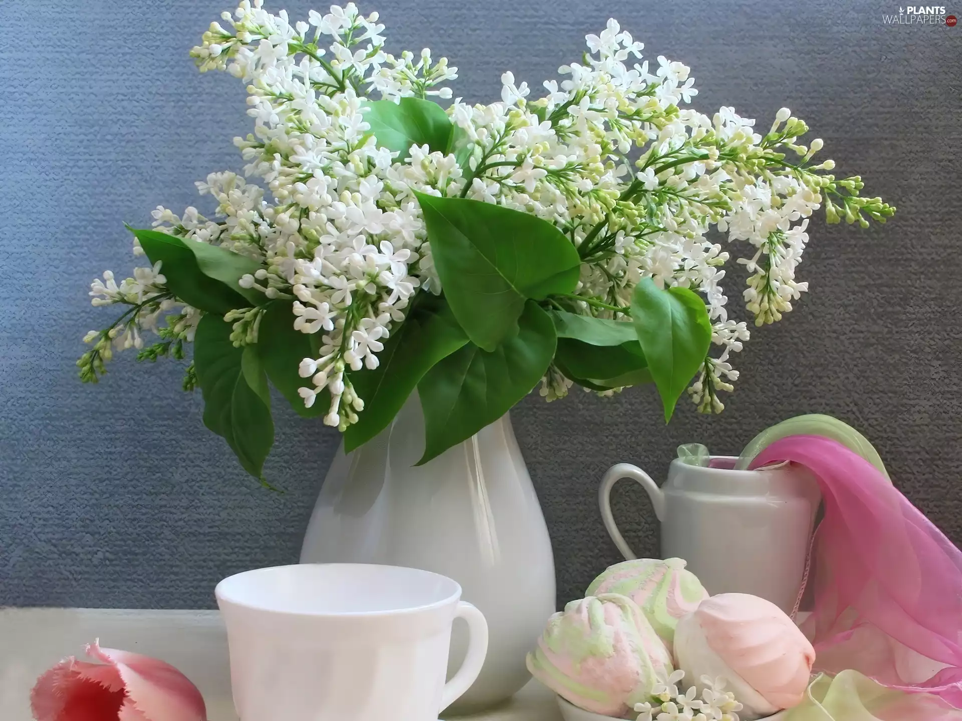 cup, meringues, without, Vase, White