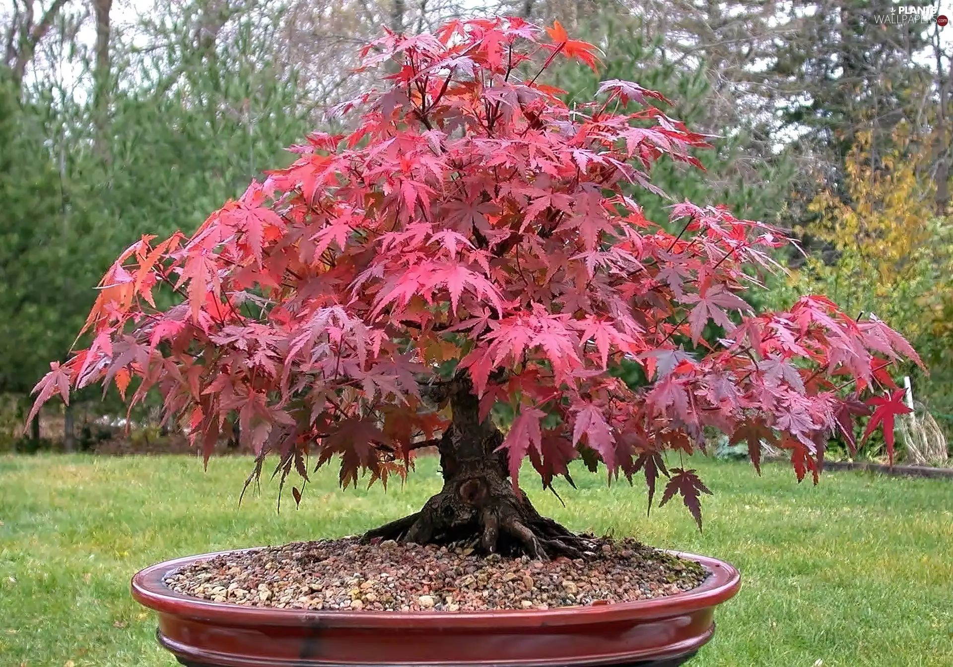 miniature, Japanese Maple, blur, trees, Lawn, Bonsai, sapling, viewes