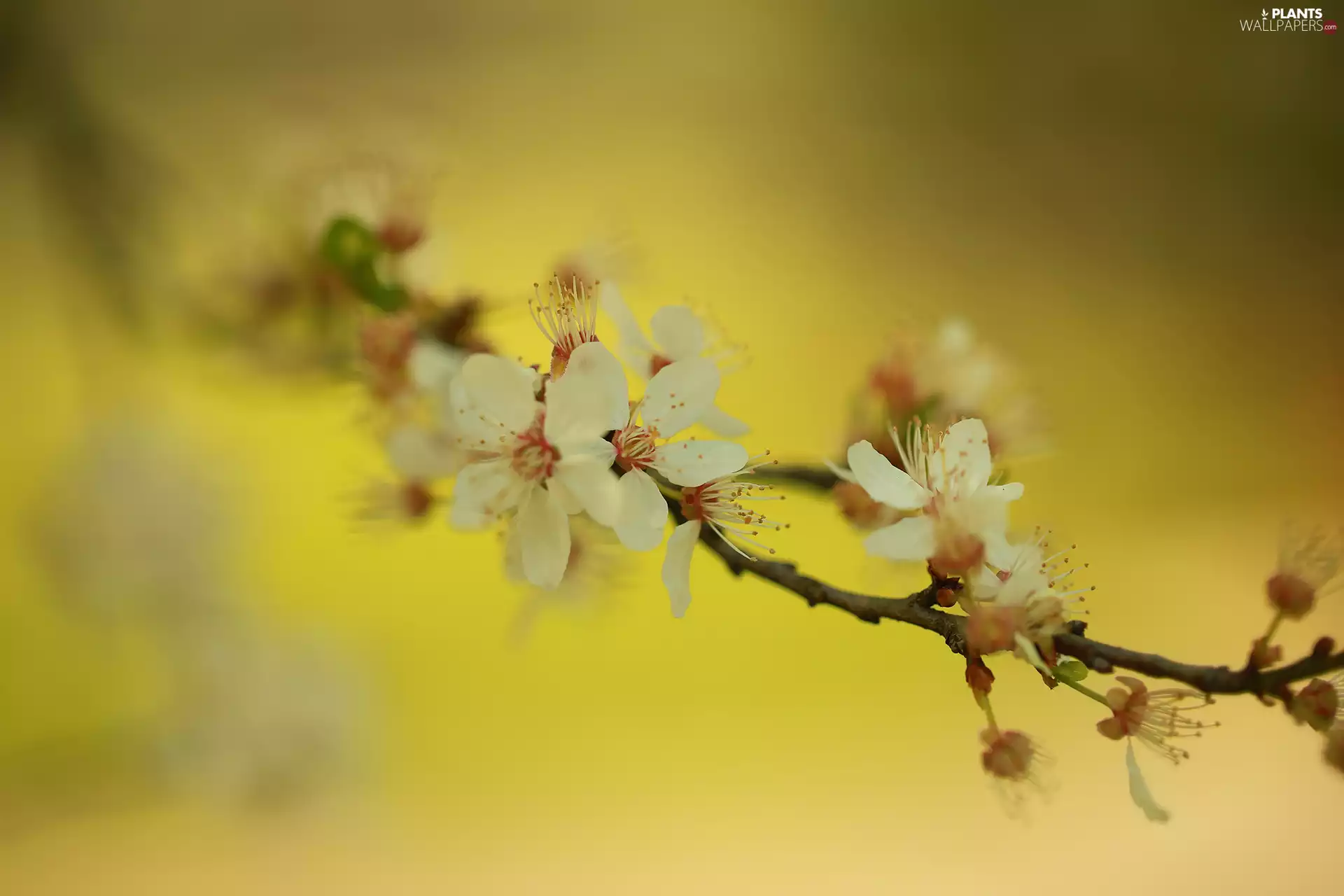 Blossoming, mirabelle, Fruit Tree, twig