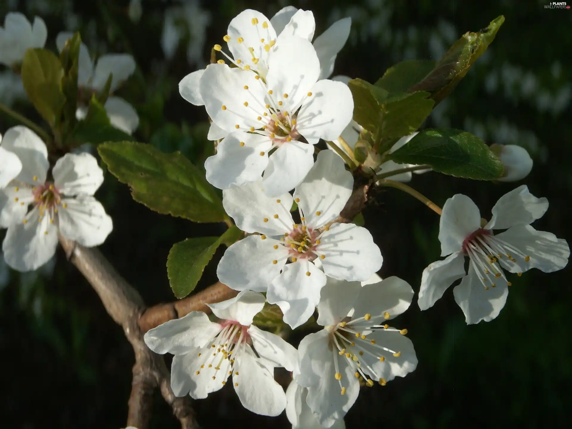 mirabelle, flourishing, trees