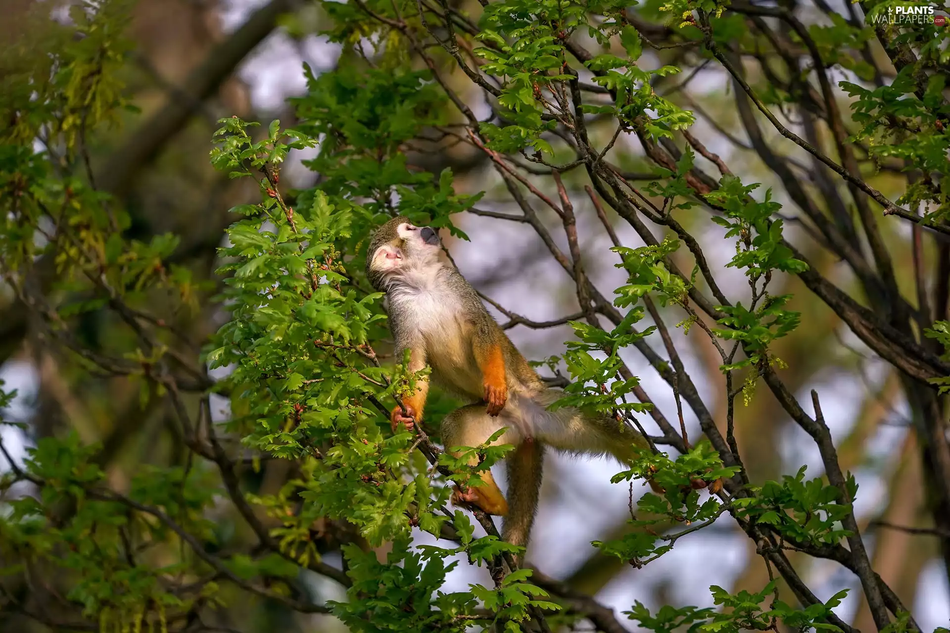 branch pics, Leaf, Common Squirrel Monkey, trees, Monkey