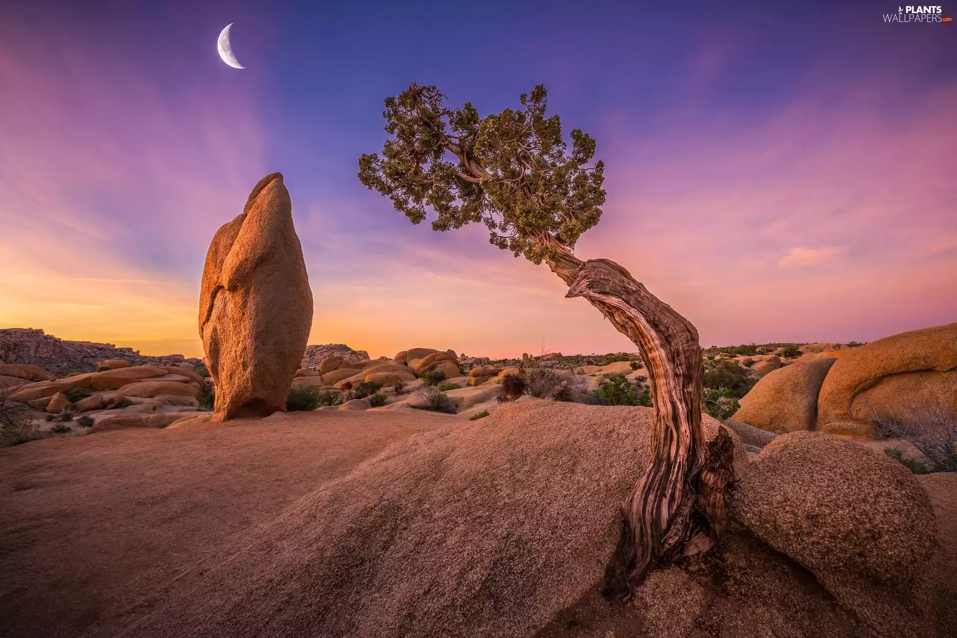 Sky, moon, boulders, Stones, trees