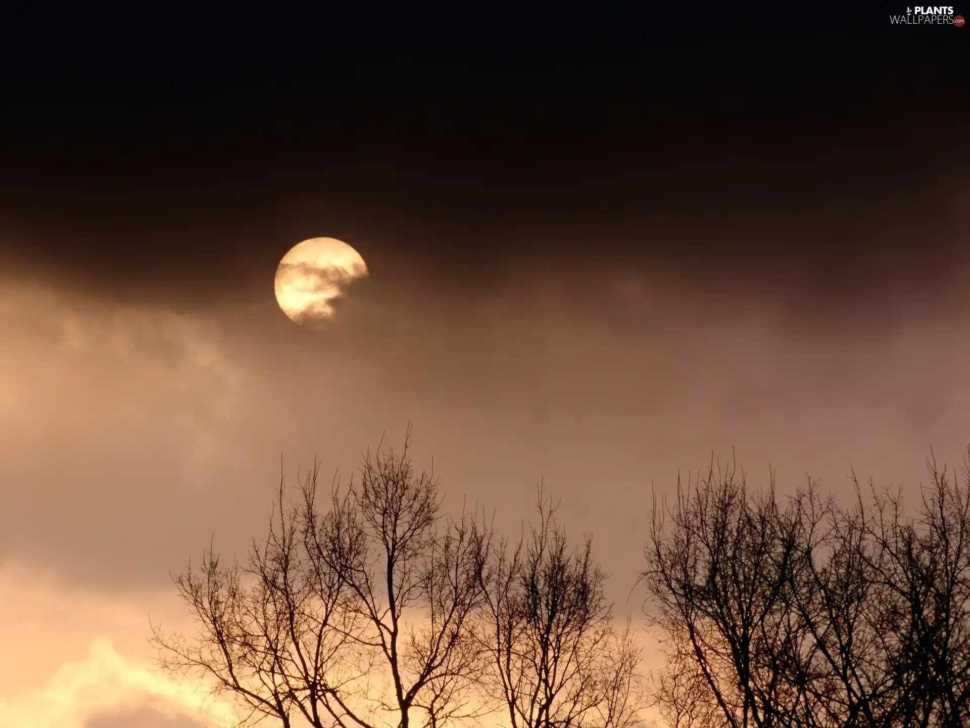 evening, trees, moon, vertices